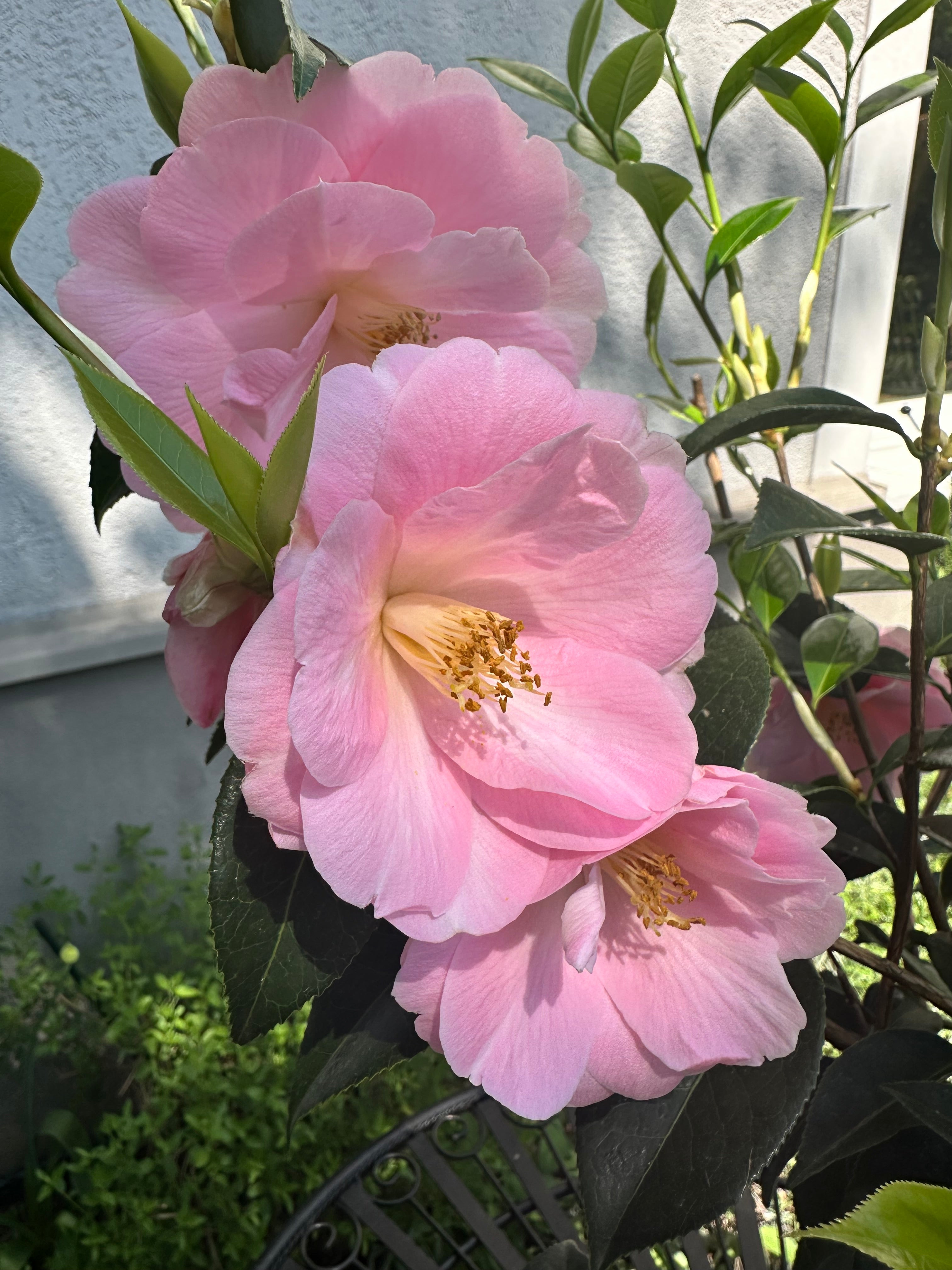 Camellia Citation