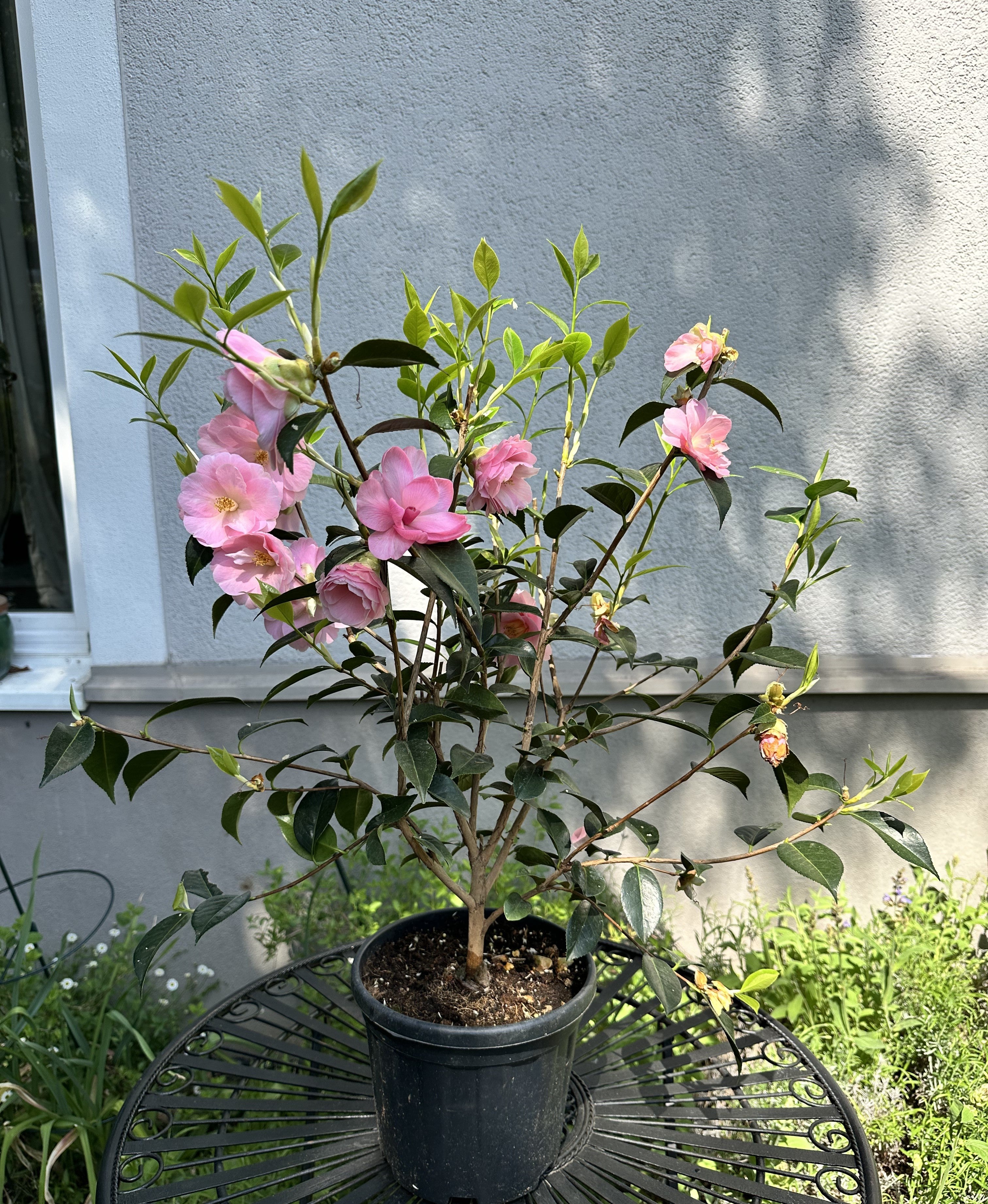 Camellia Citation