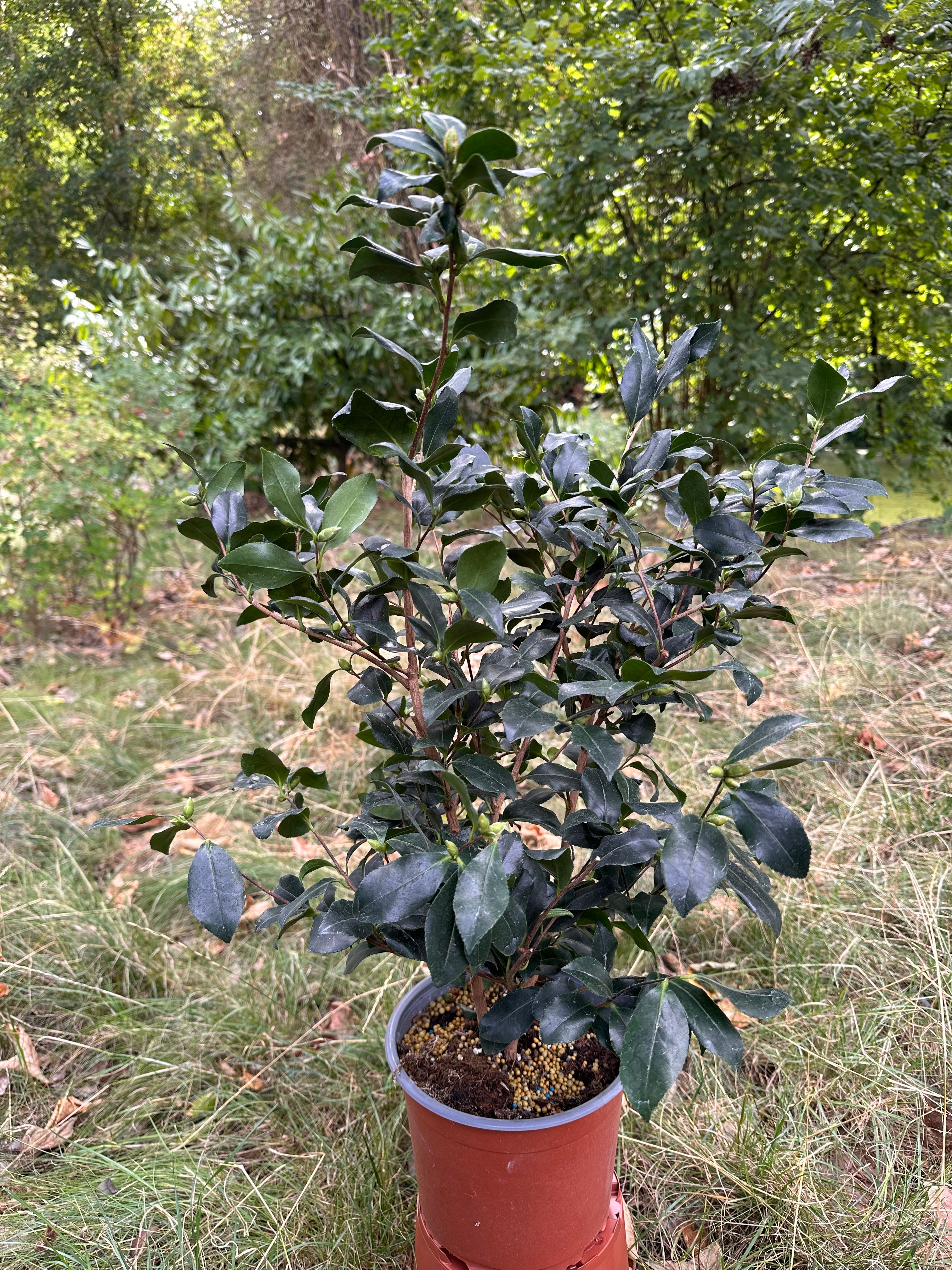 Camellia Cleopatra