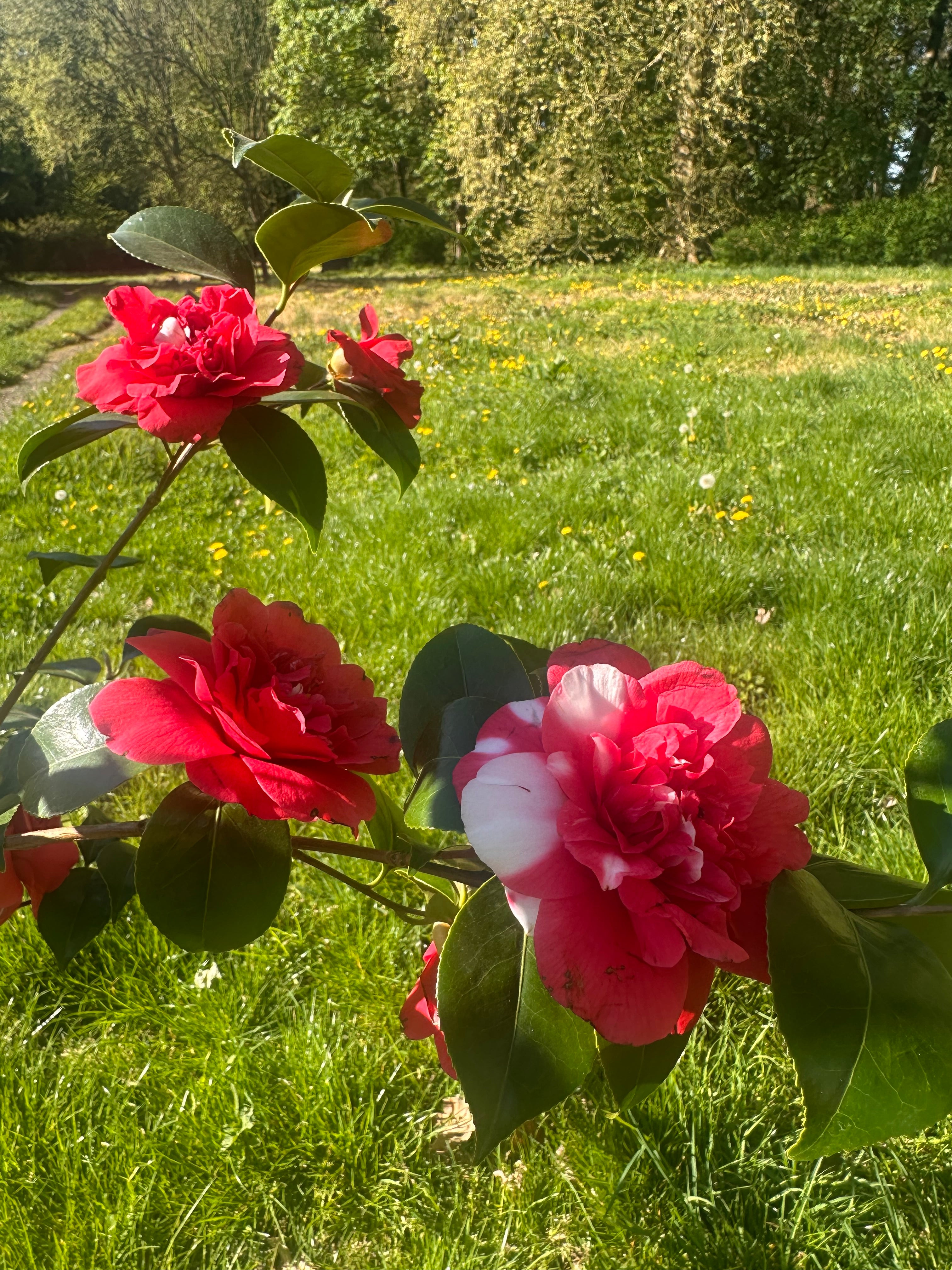 Camellia Collettii