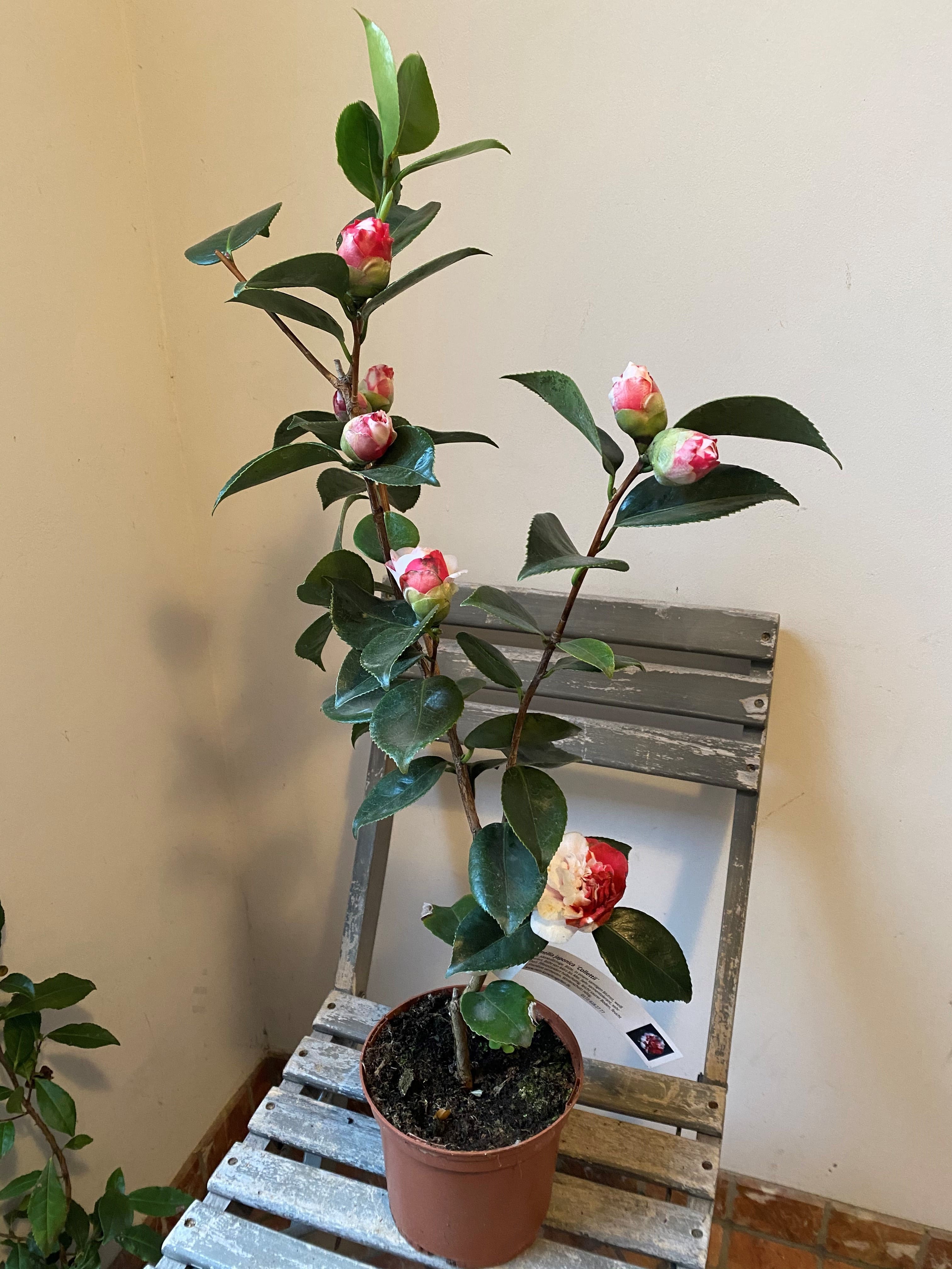 Camellia Collettii