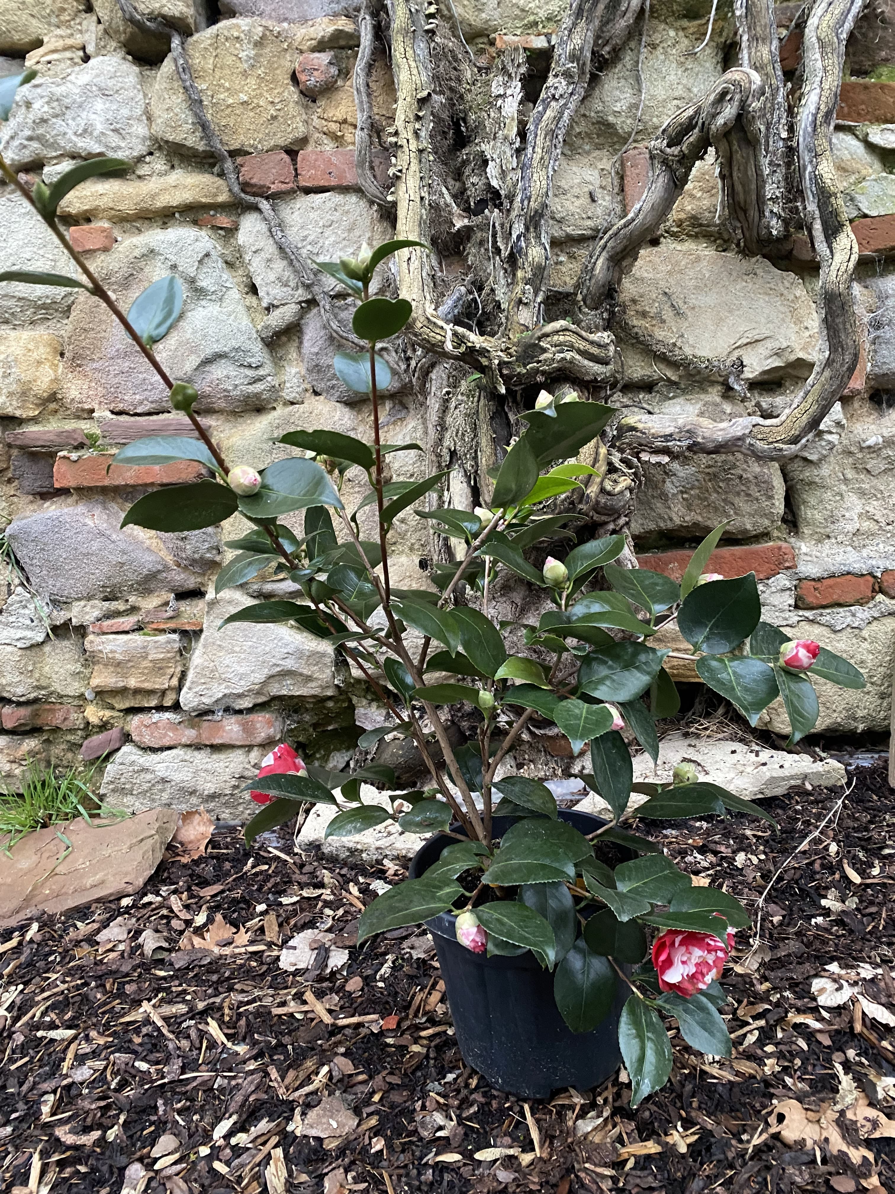 Camellia Collettii