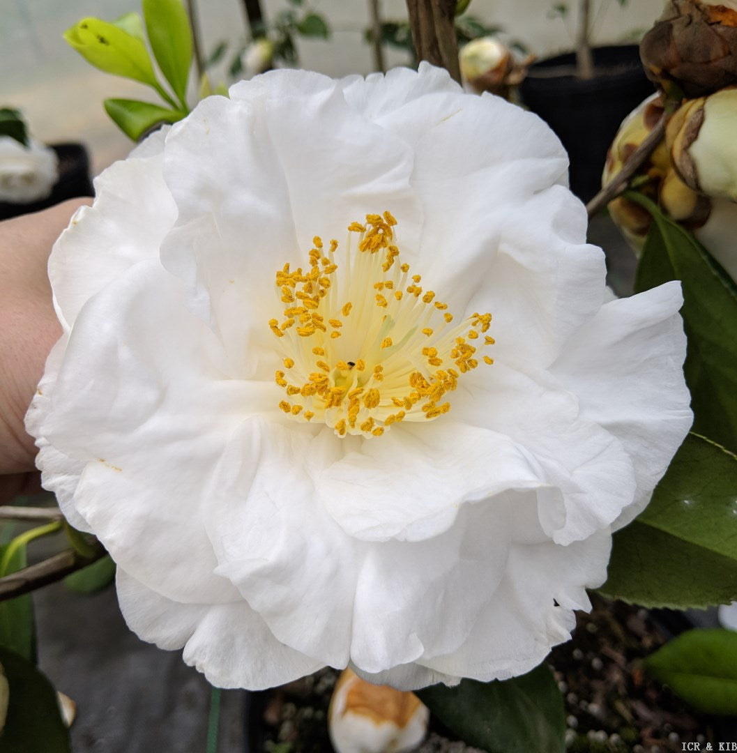 Camellia Coronation