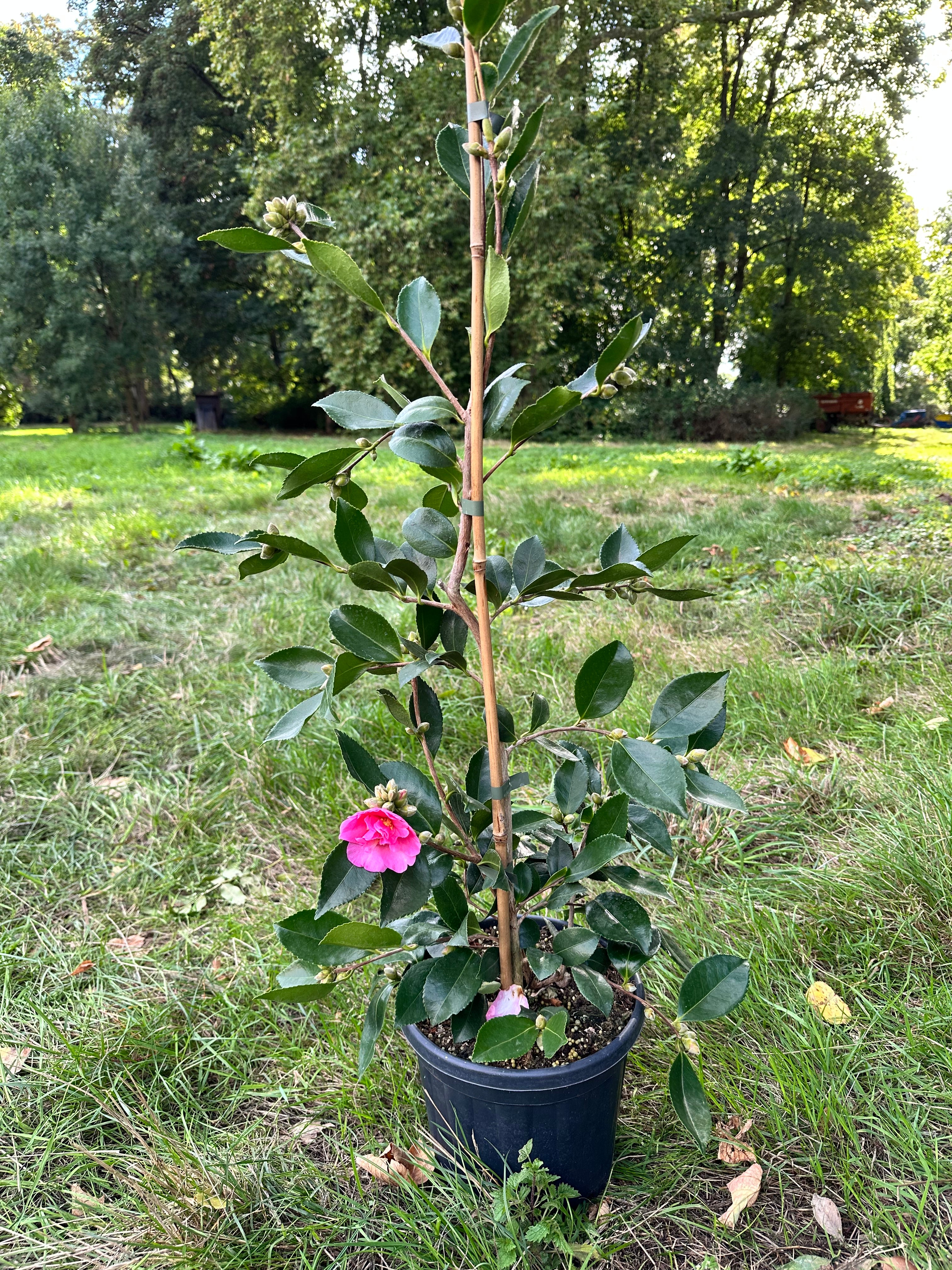 Camellia Shôwa-no-sakae