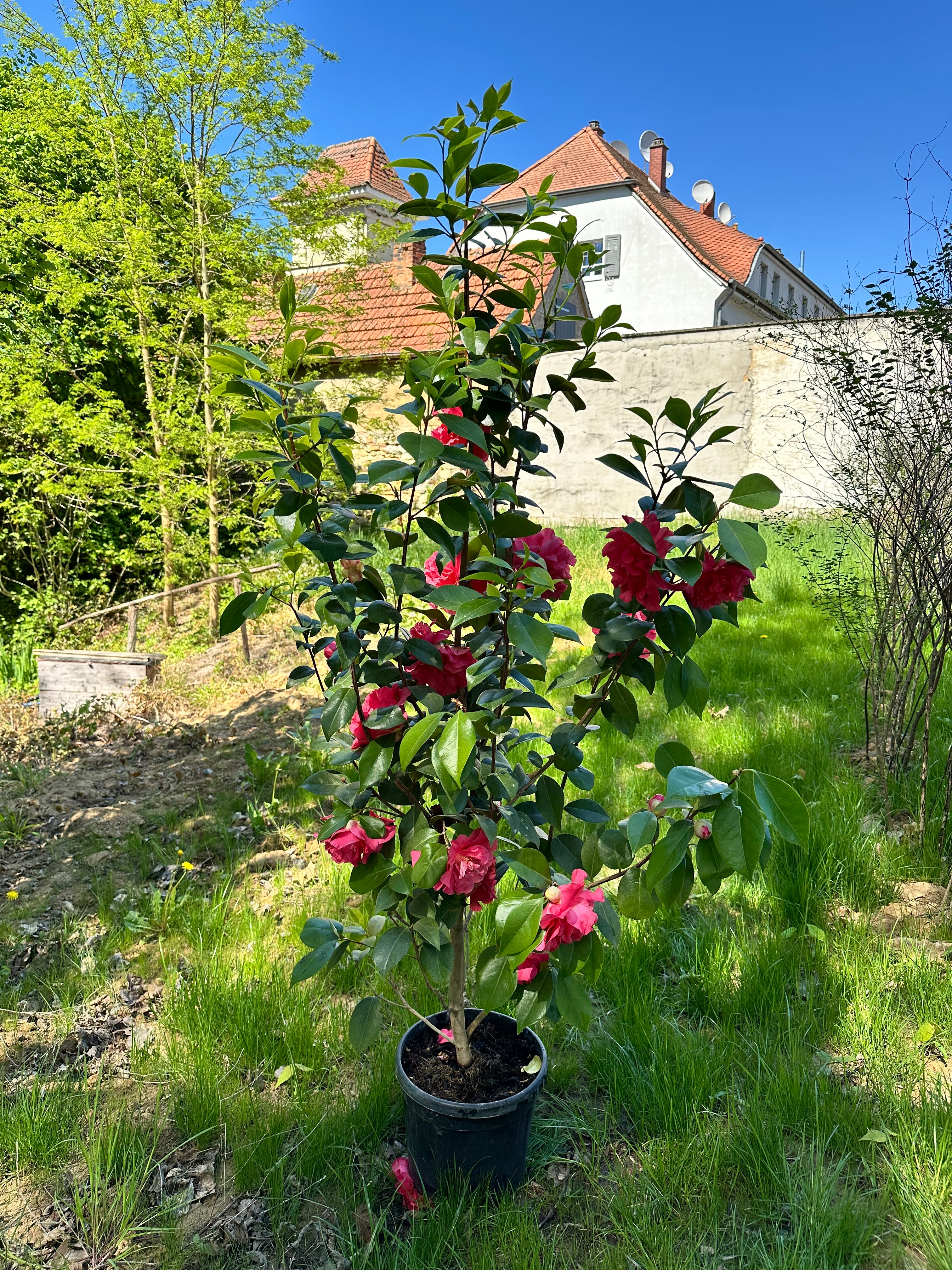Camellia Kick Off