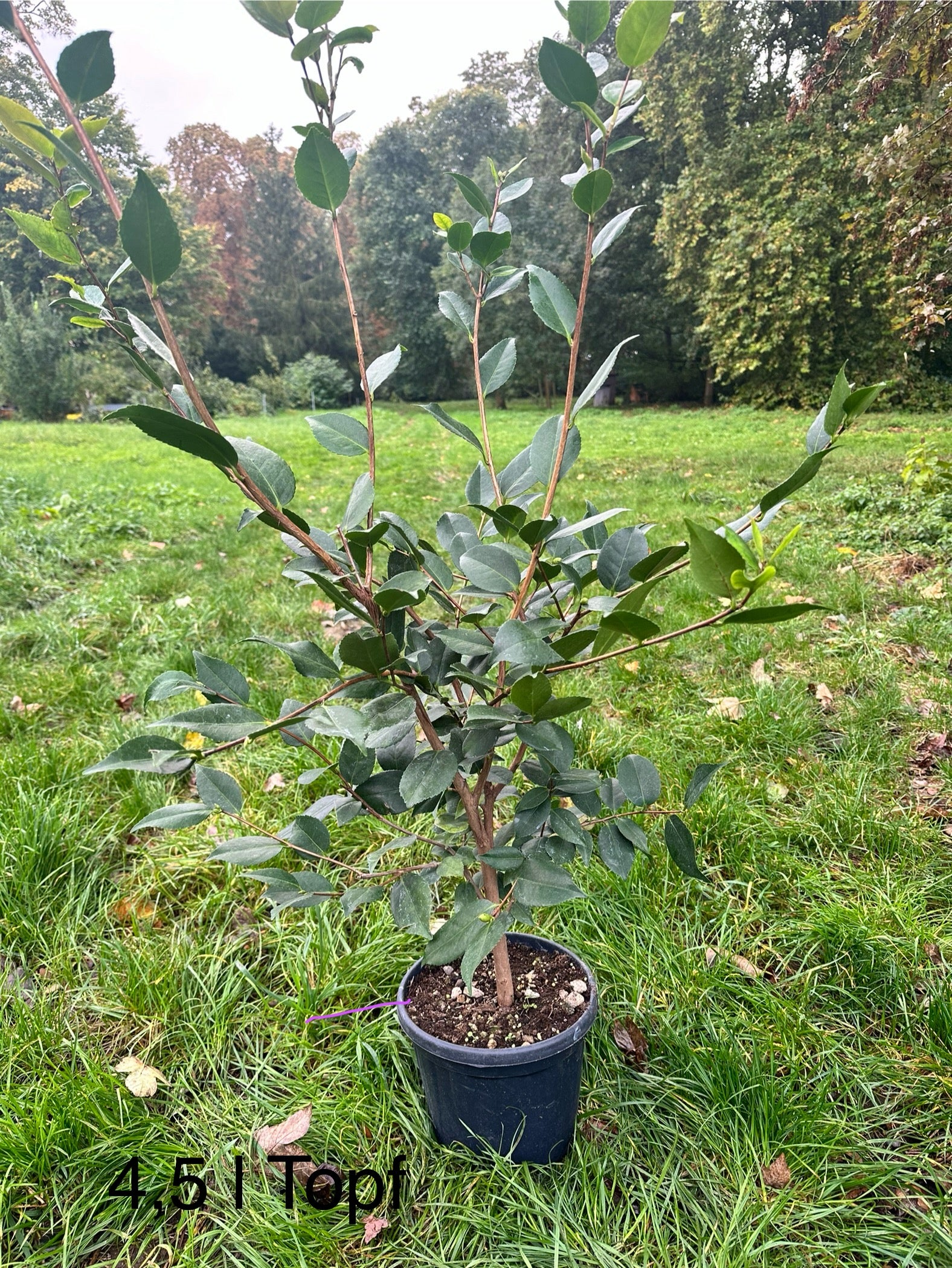 Camellia High Fragrance