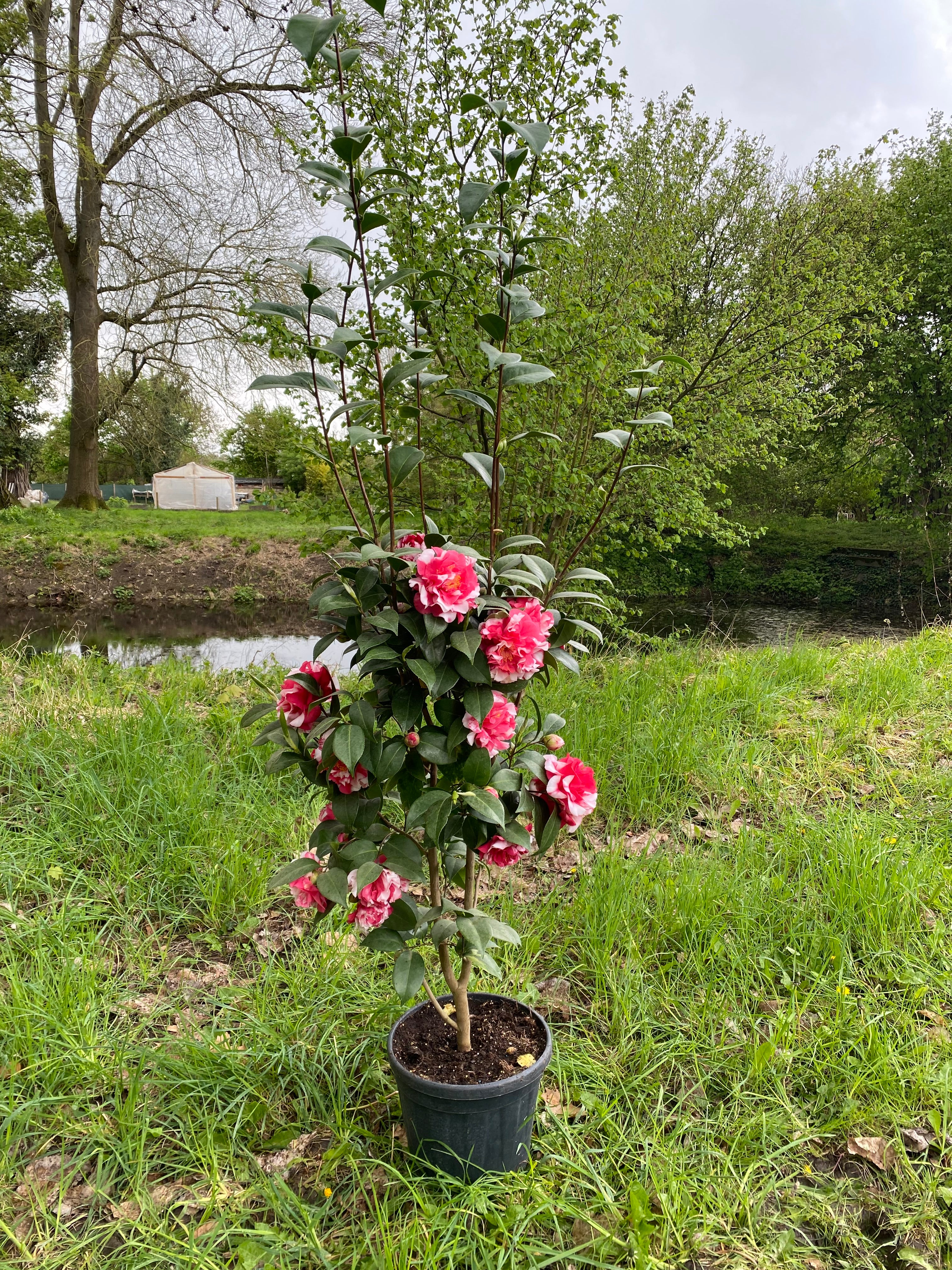 Camellia Dixie Knight Supreme
