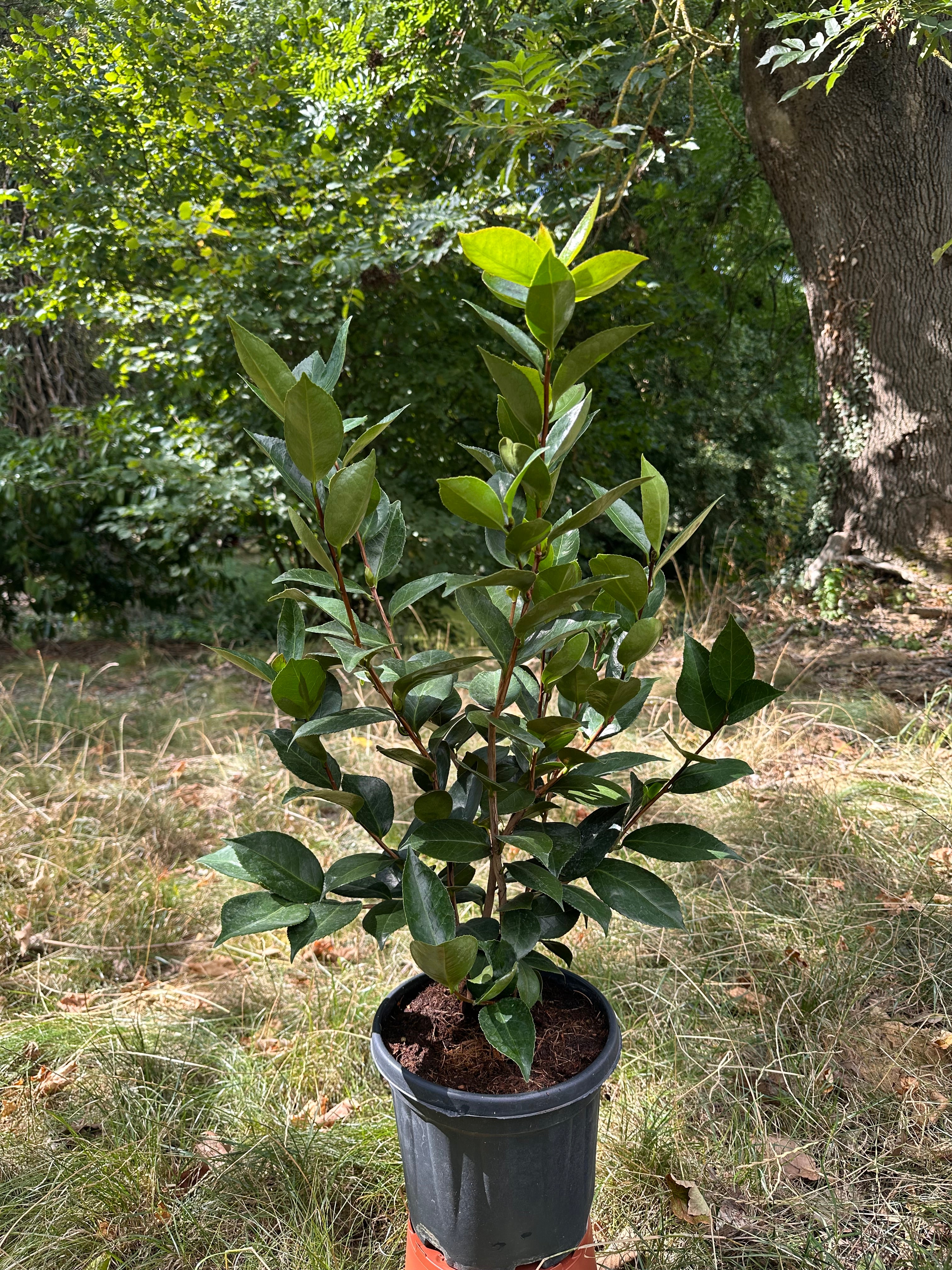 Camellia Desire