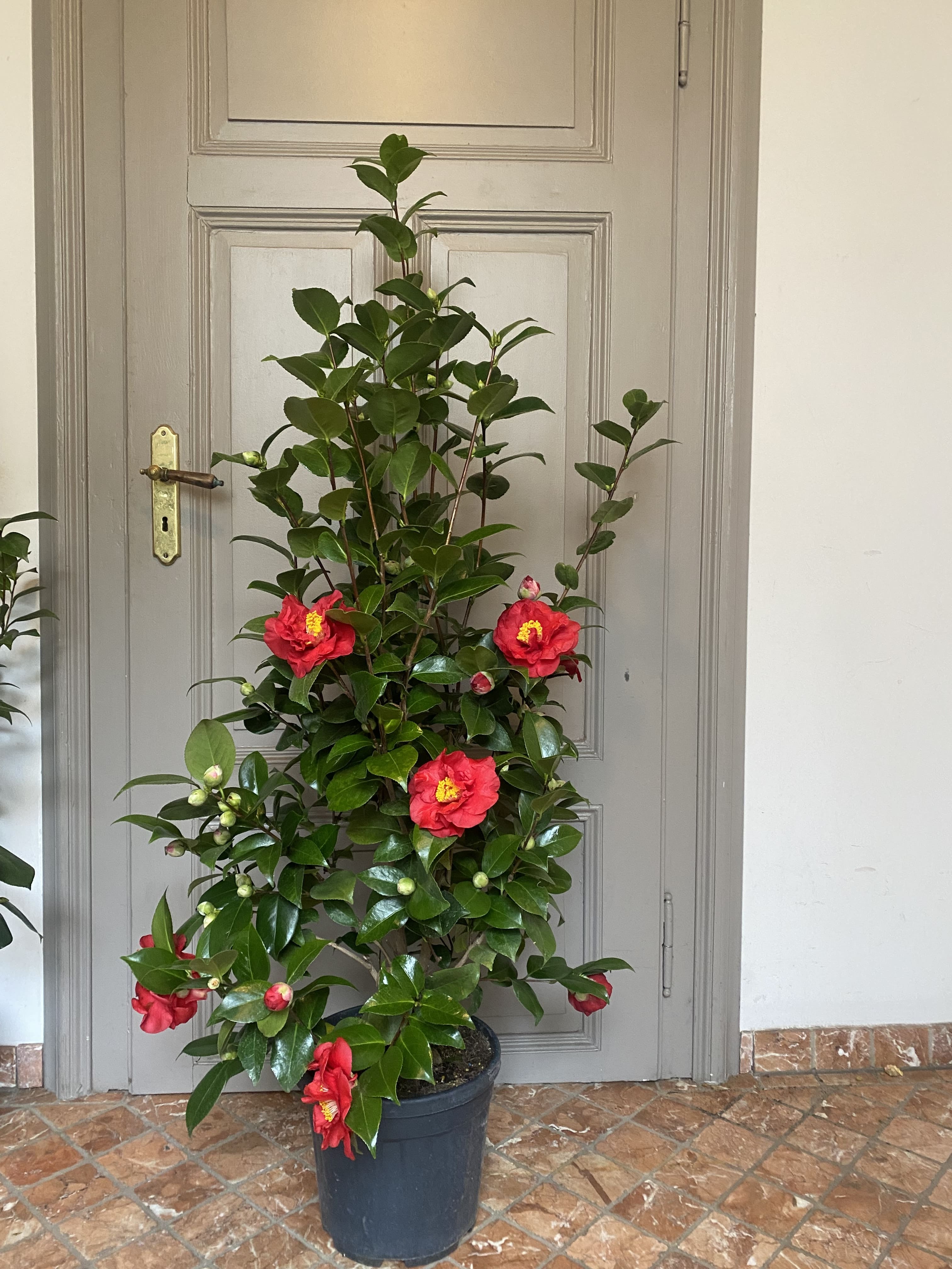 Camellia Dr. Burnside