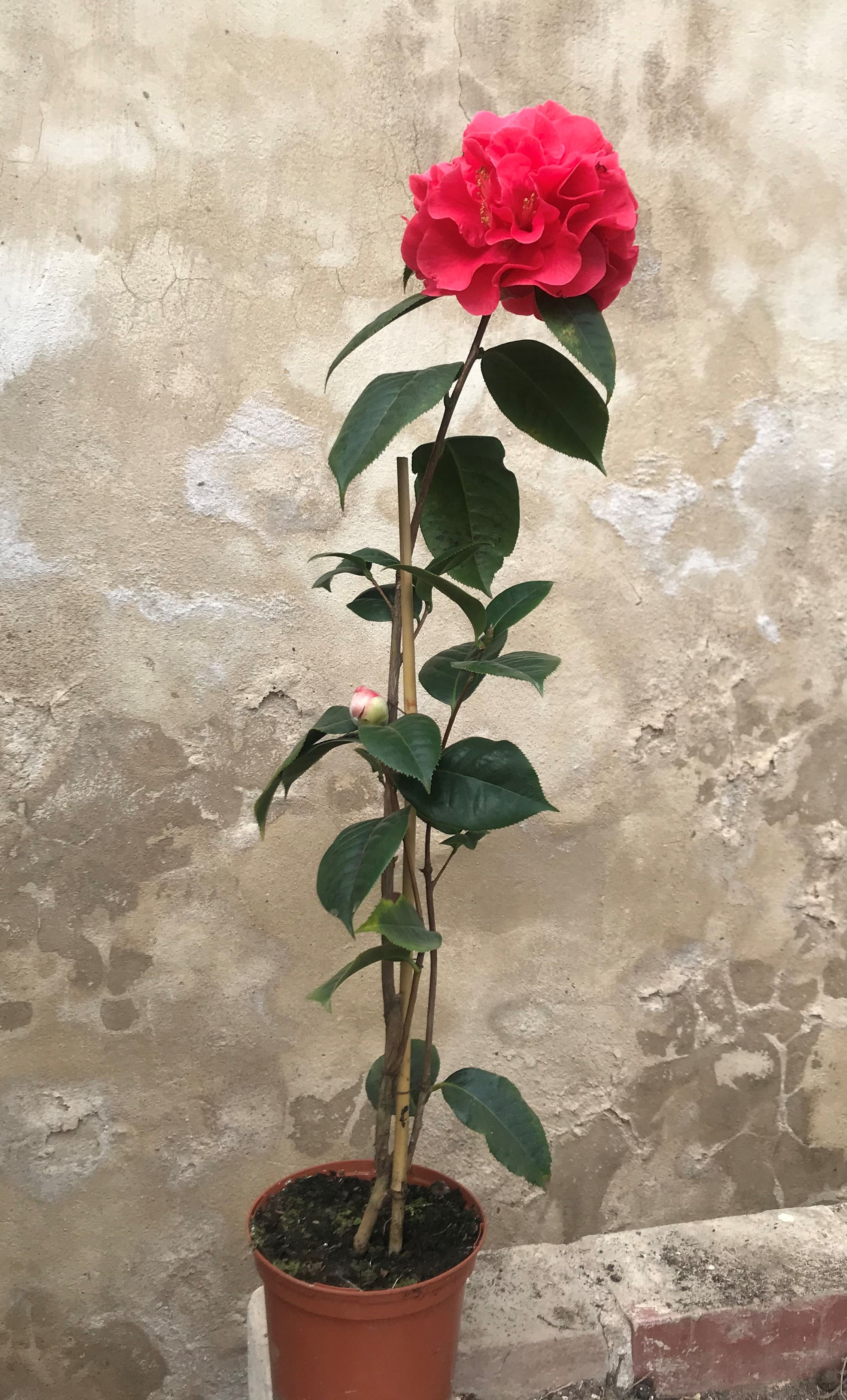 Camellia Dr. Clifford Parks