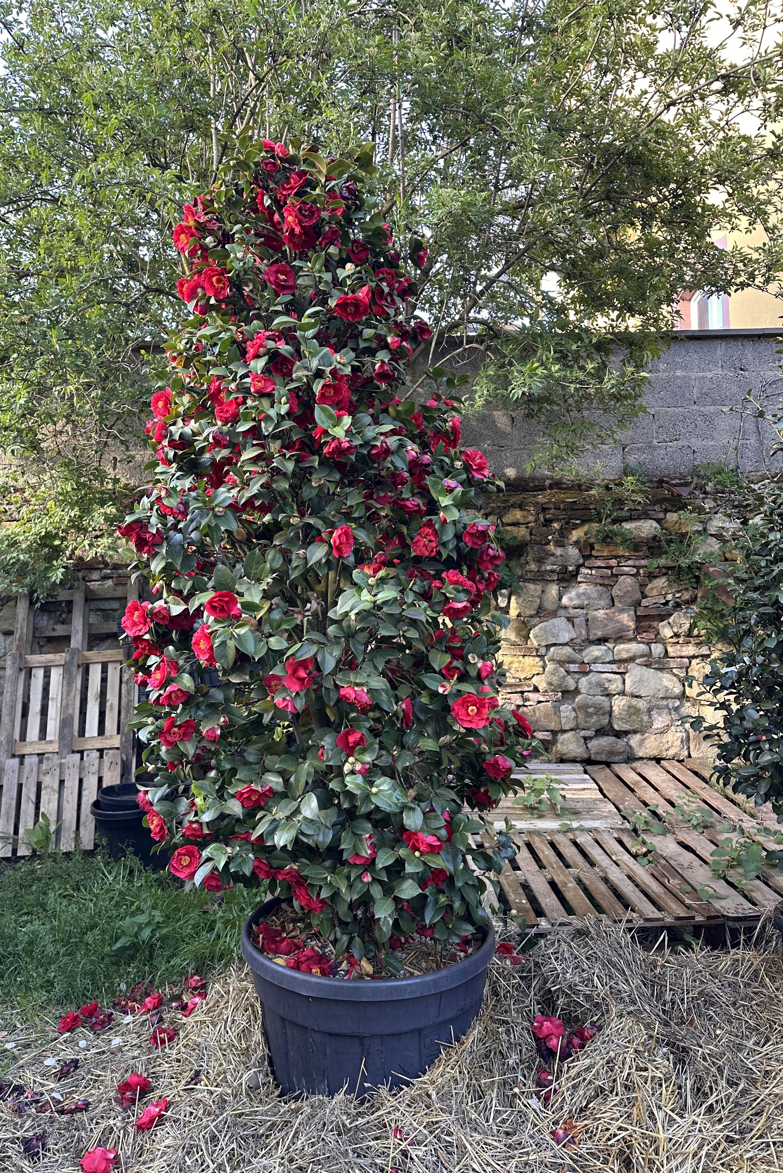 Camellia Dr. Burnside