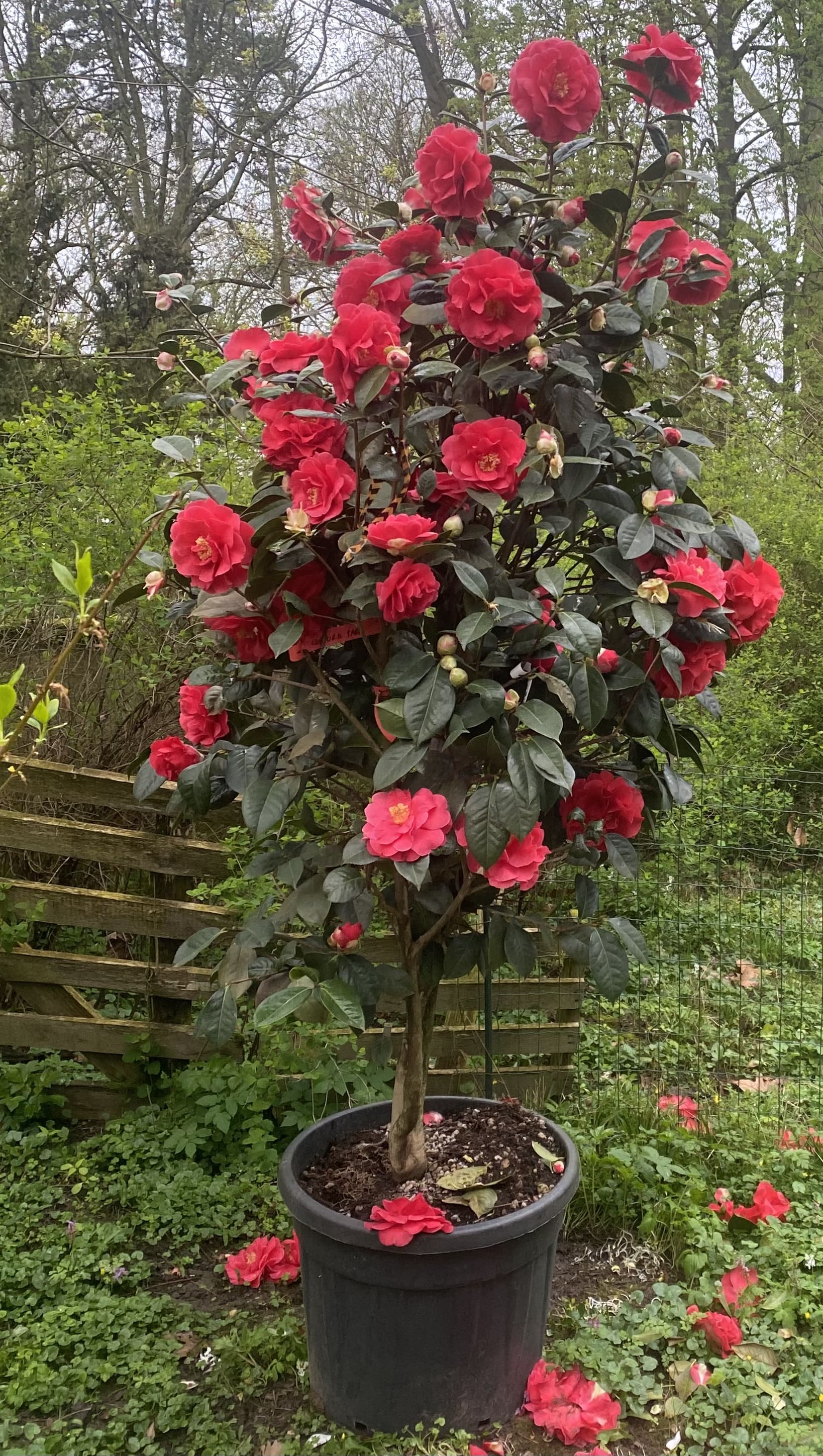 Camellia Dr. Clifford Parks