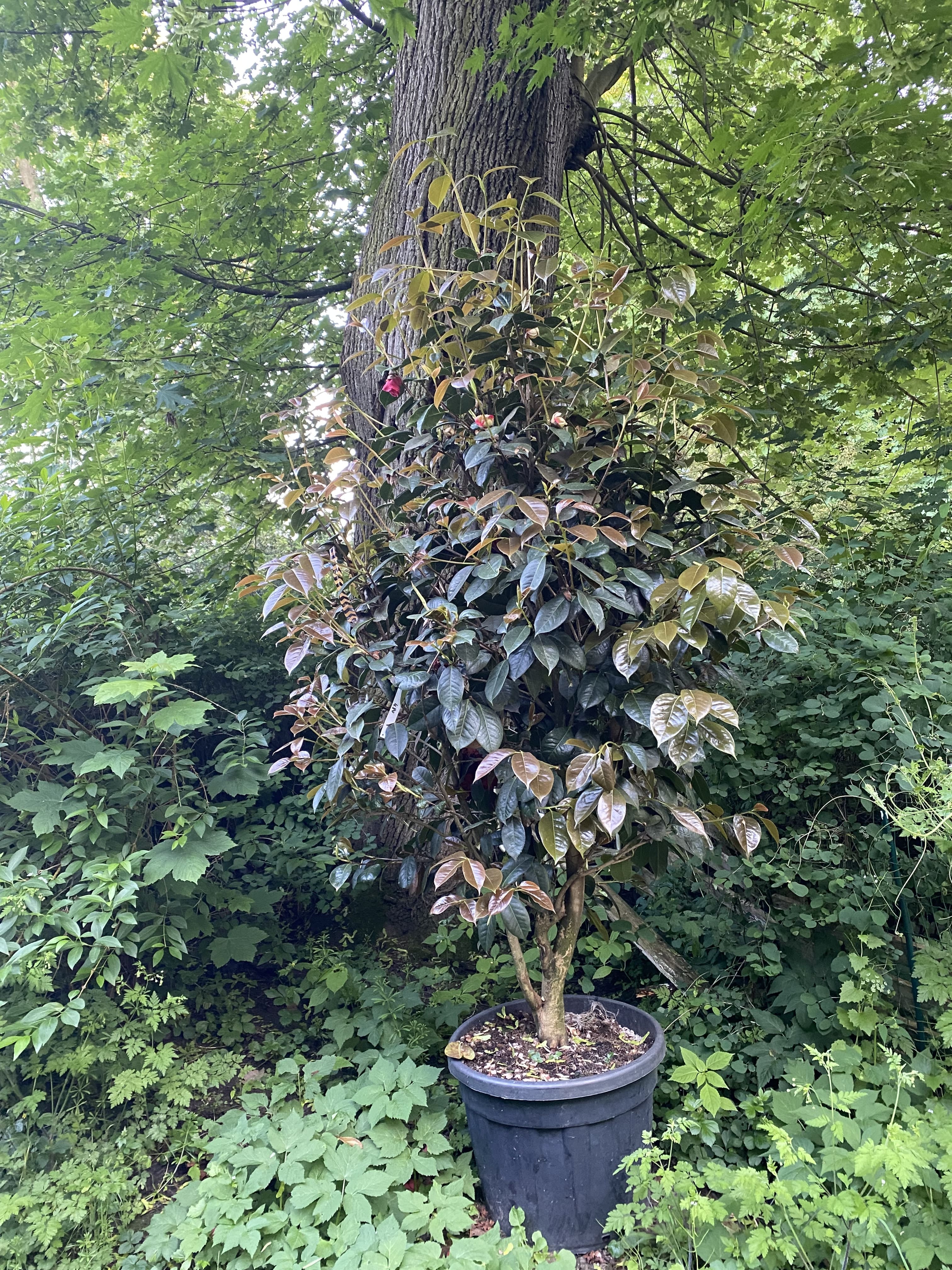 Camellia Dr. Clifford Parks