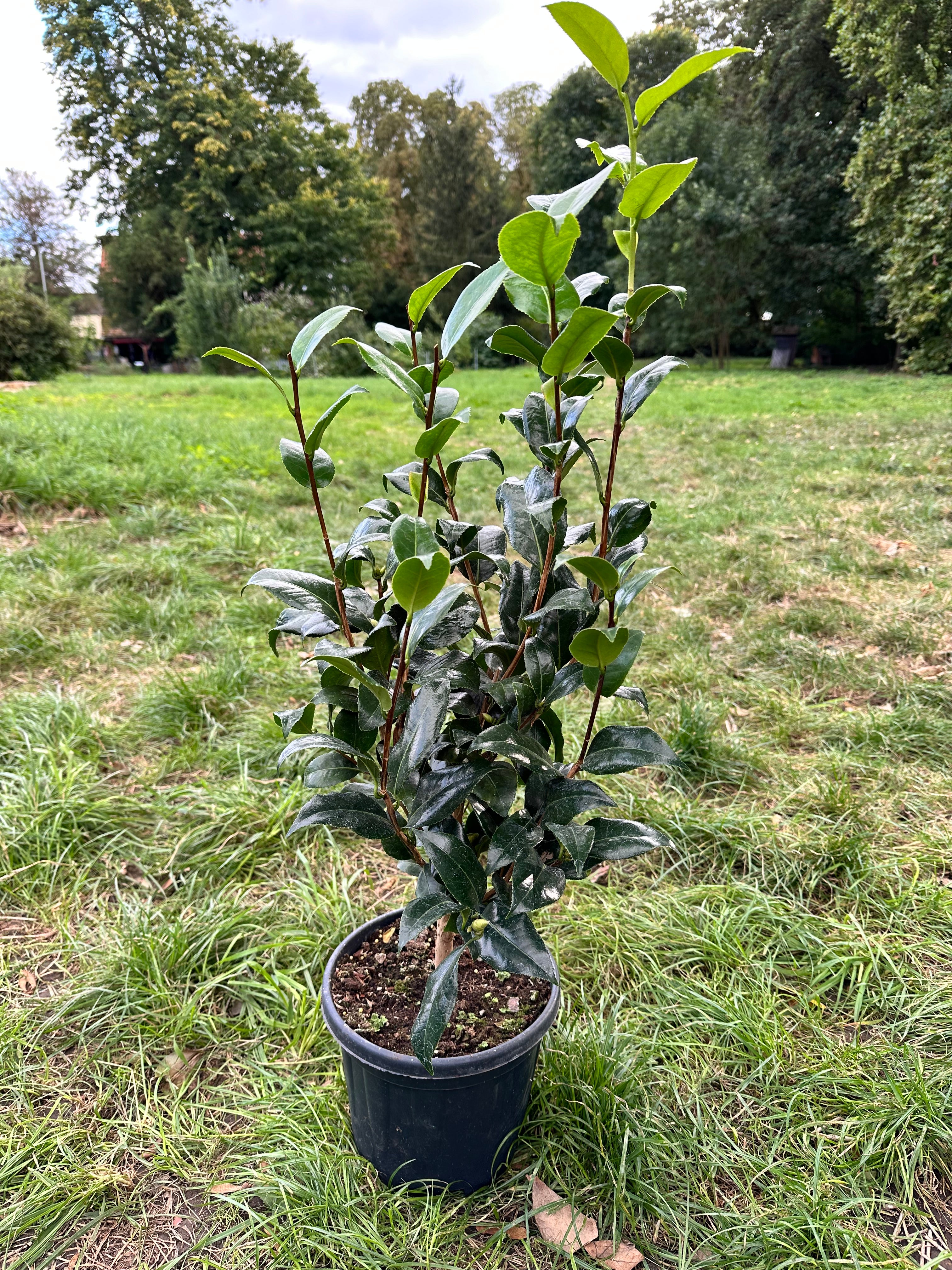 Camellia Brushfield's Yellow