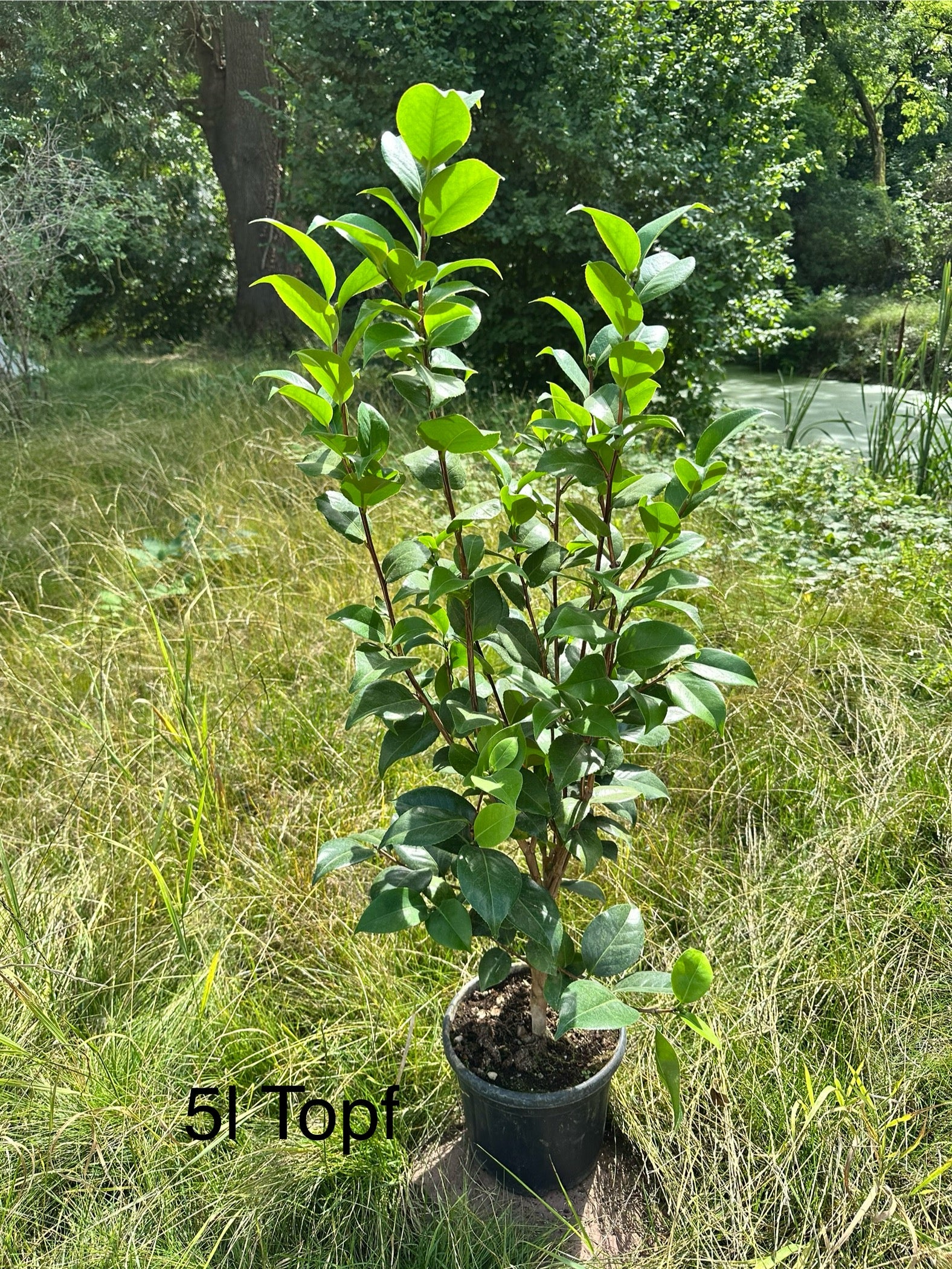 Camellia Dr. Burnside