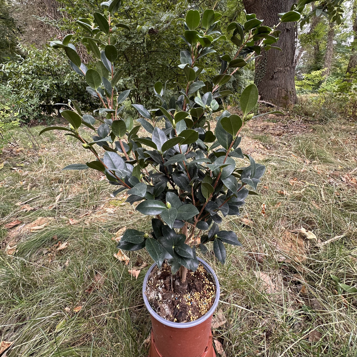 Camellia Eleonora Genoni