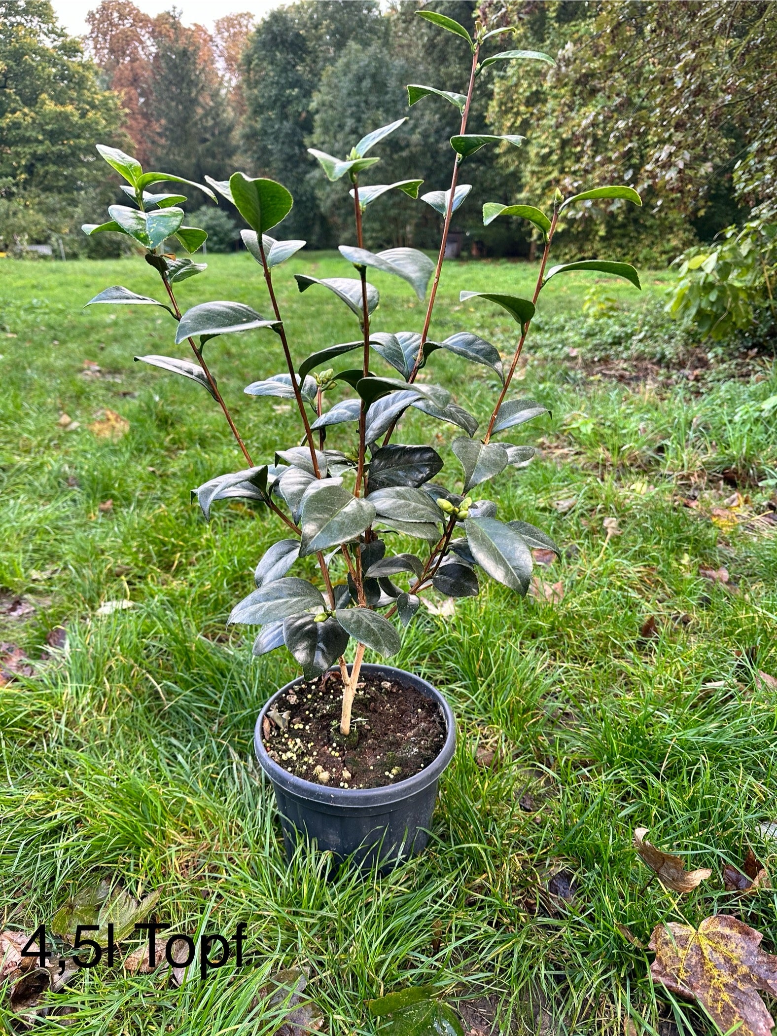 Camellia Montironi