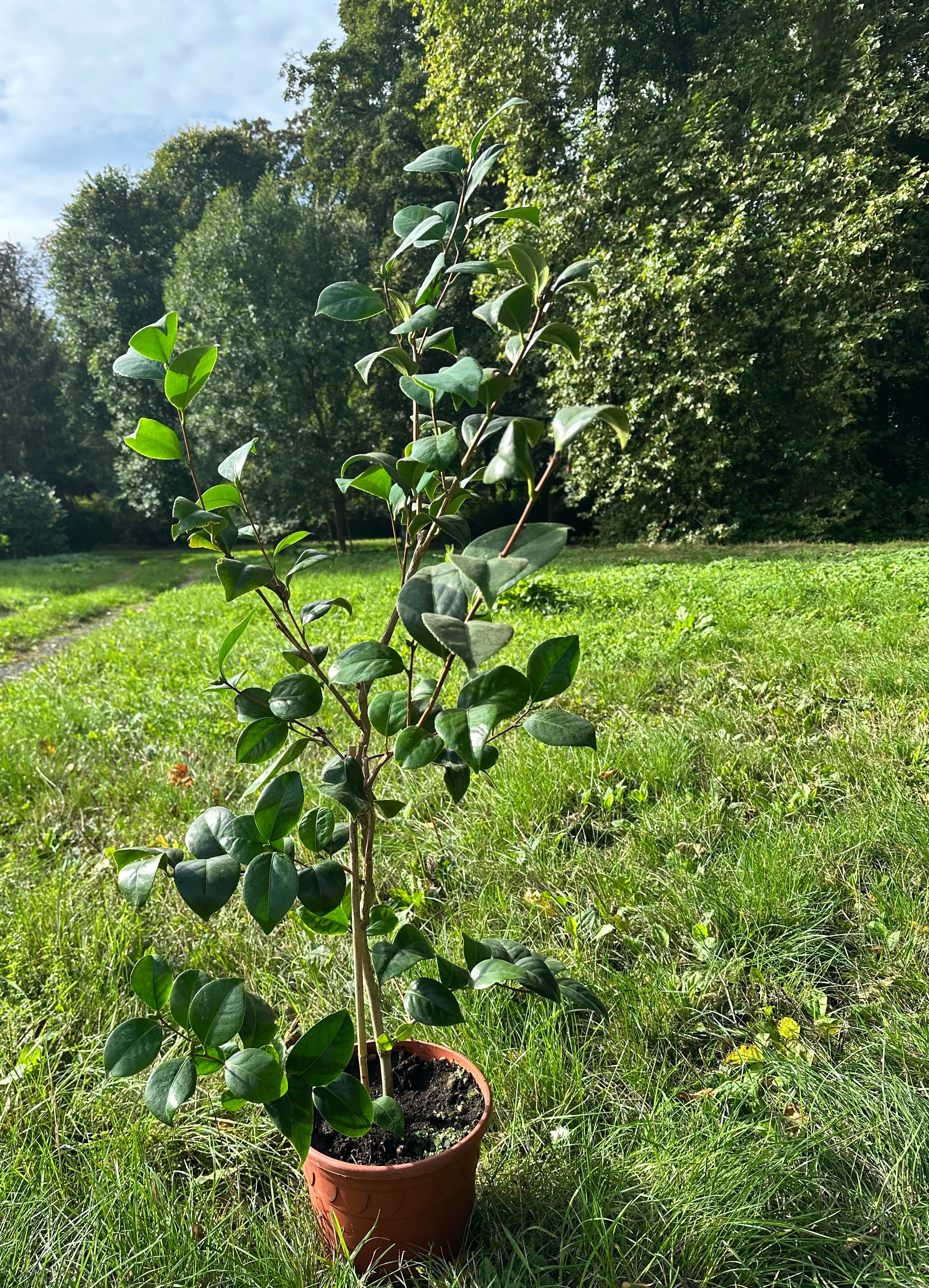 Camellia Nobilissima
