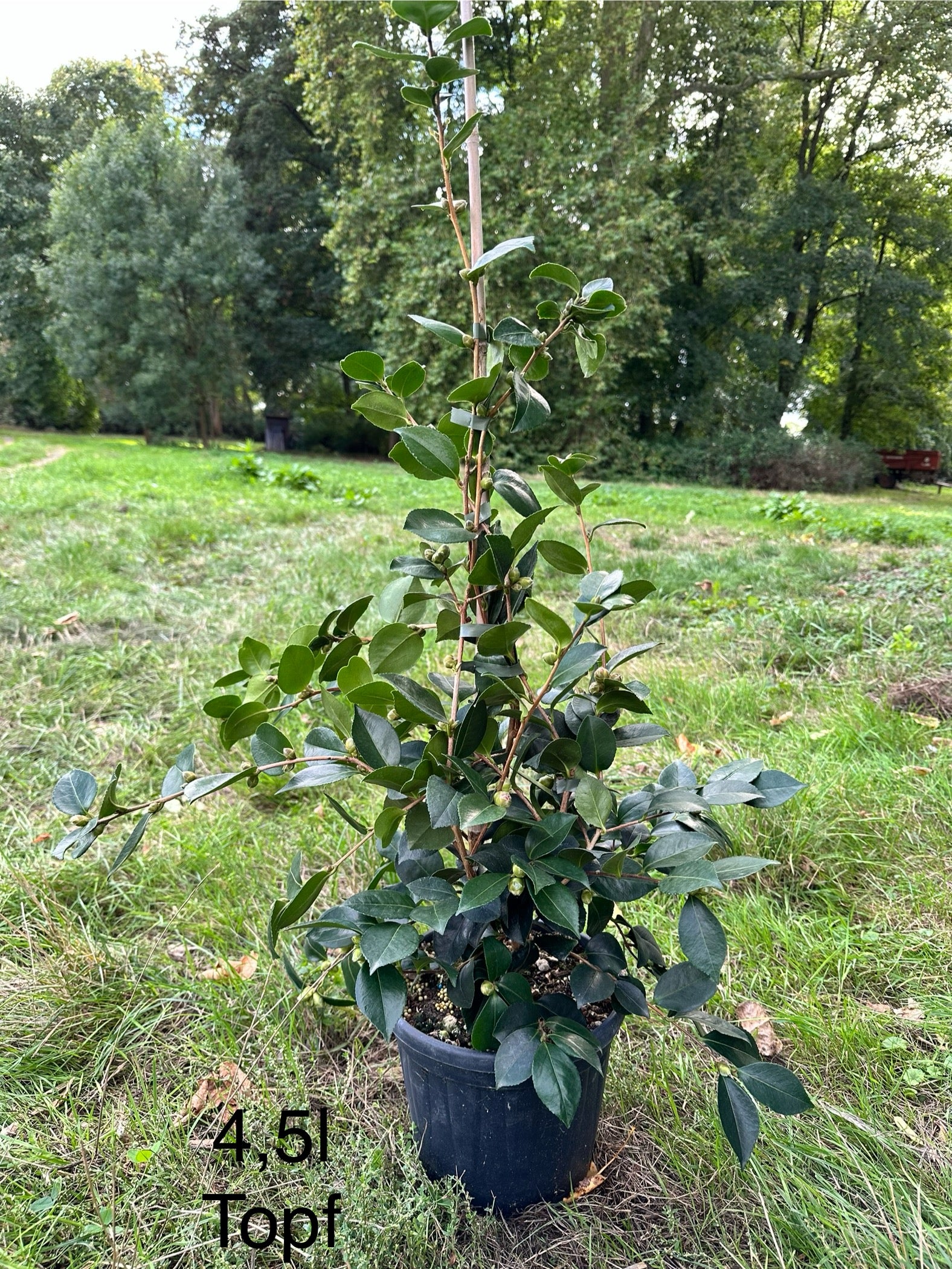 Camellia Beatrice Emily