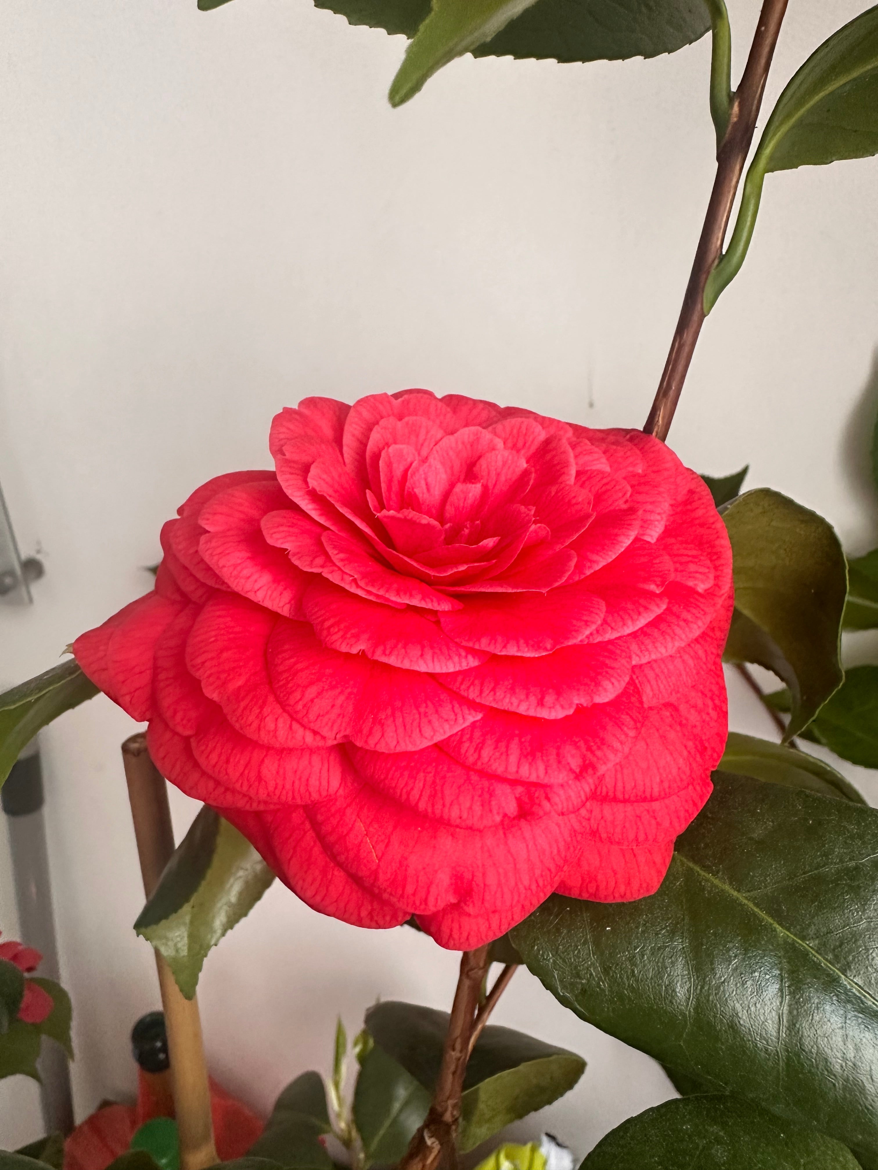 Camellia Francofurtensis