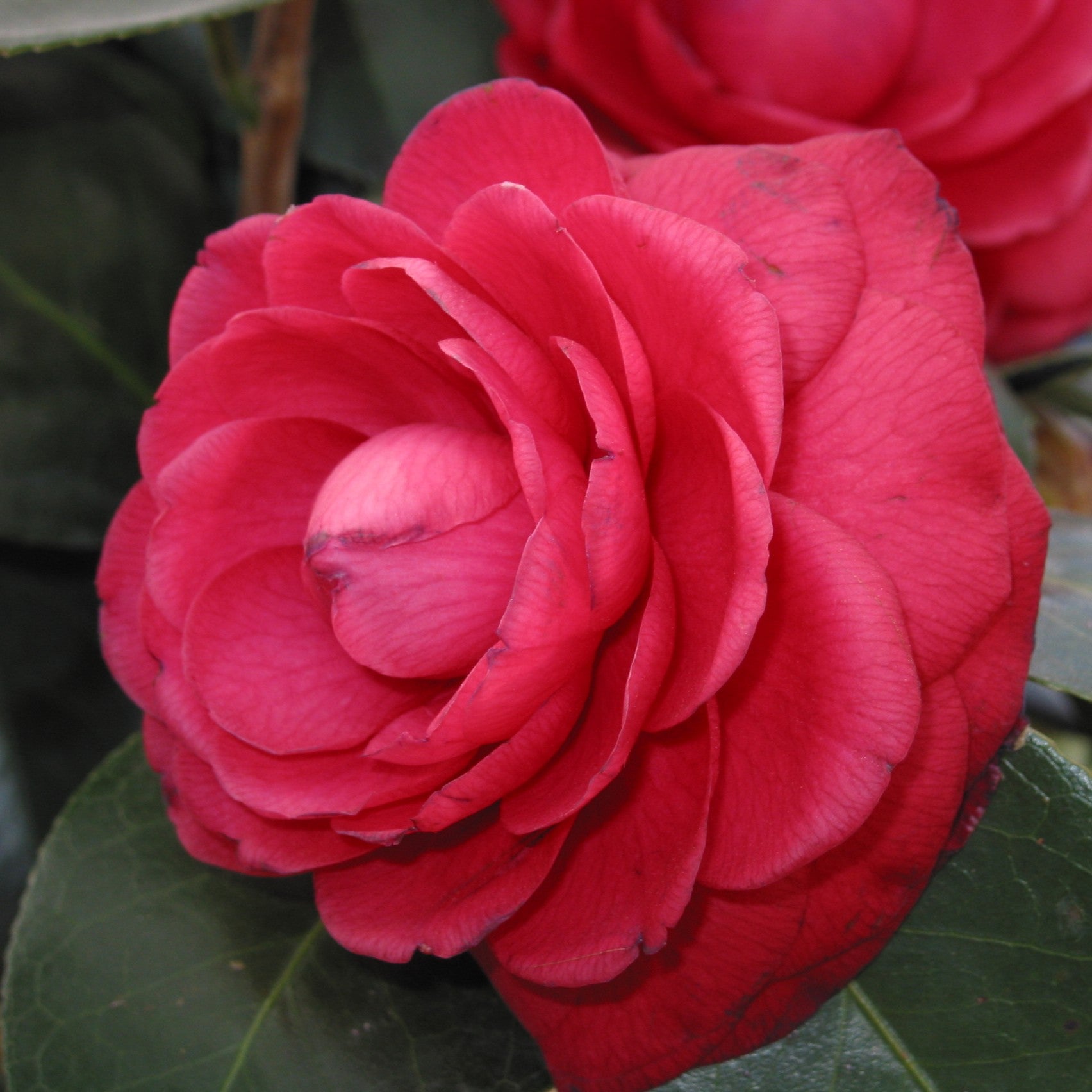 Camellia Francesco Ferruccio