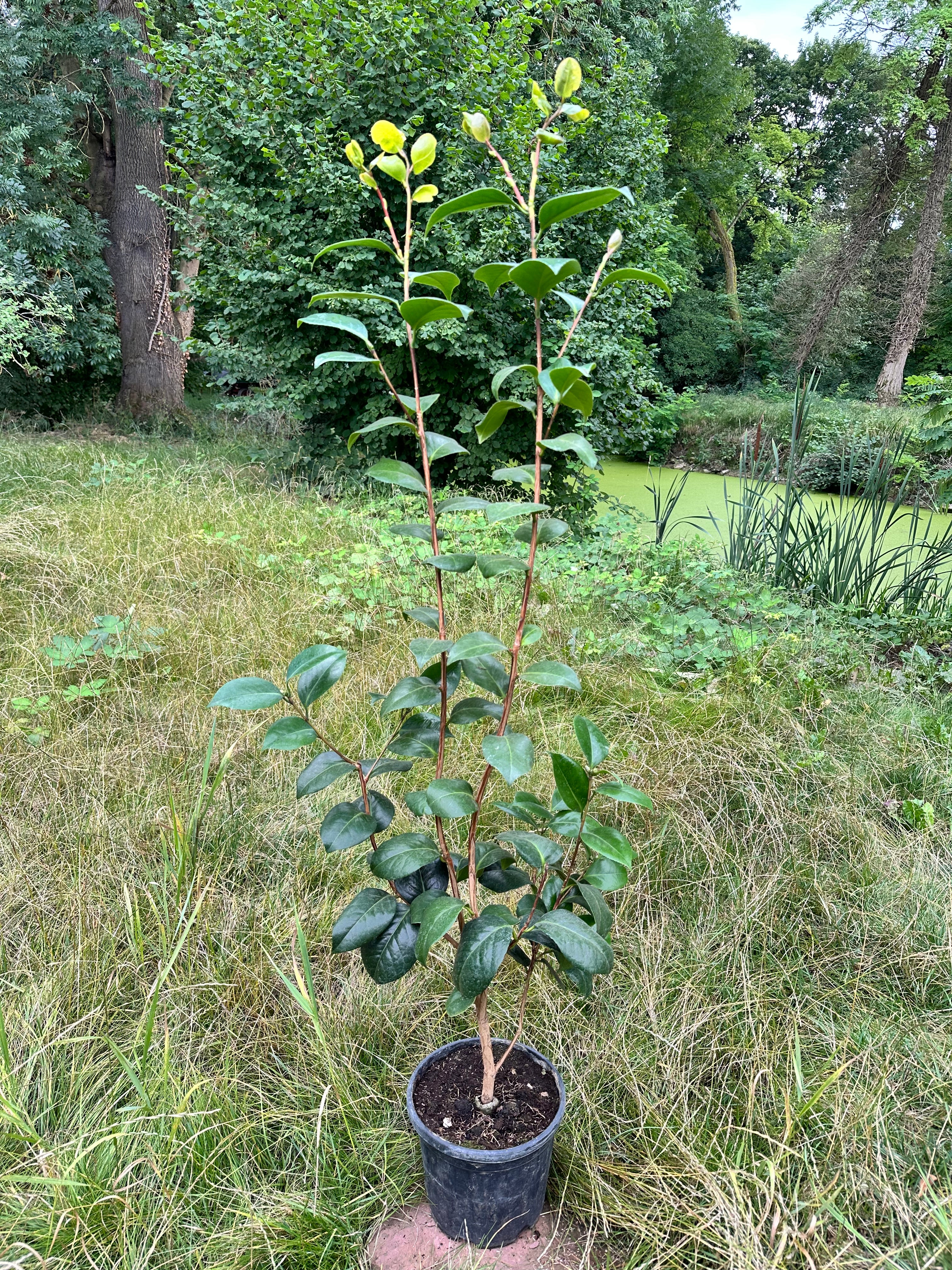 Camellia Francesco Ferruccio