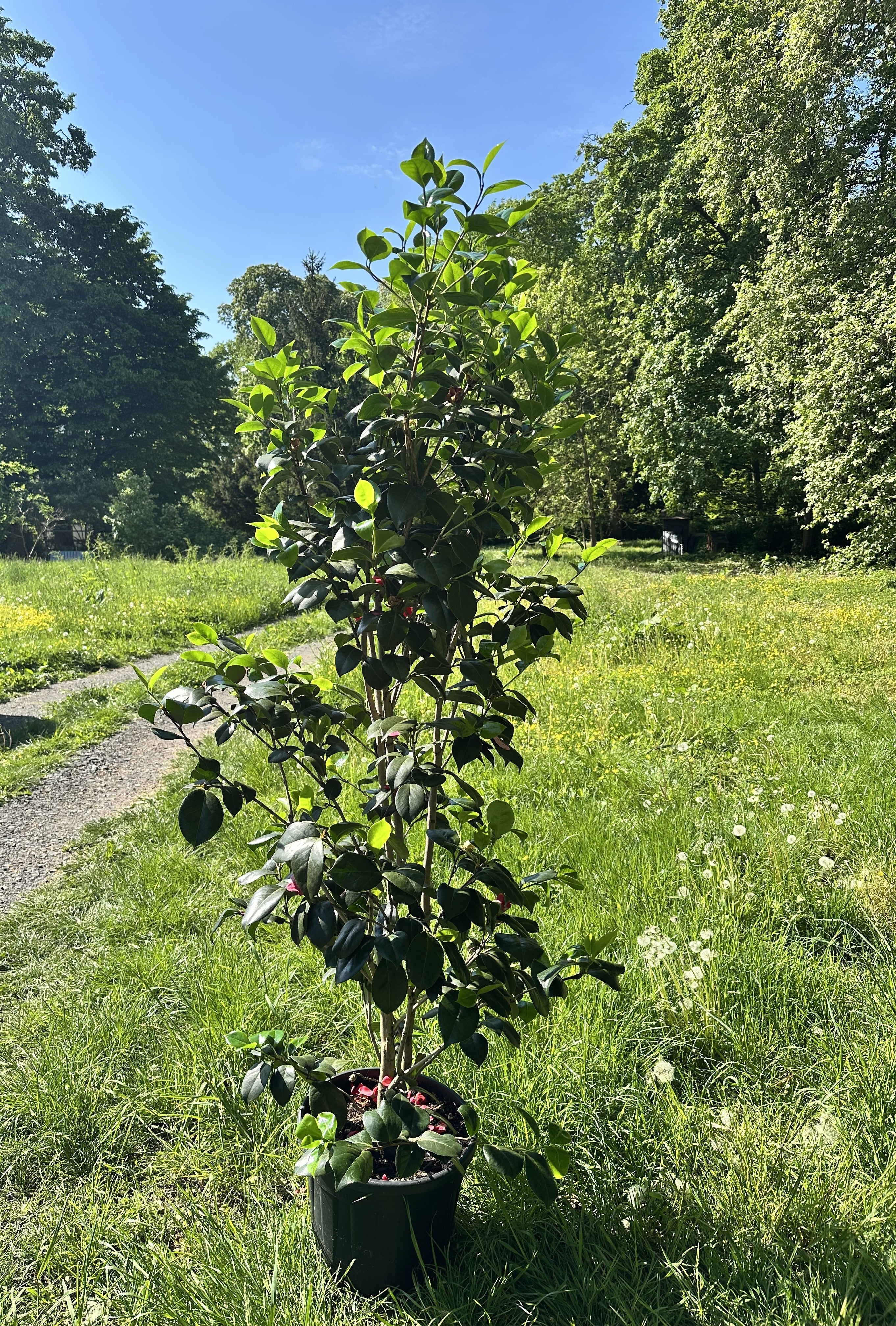 Camellia Francesco Ferruccio