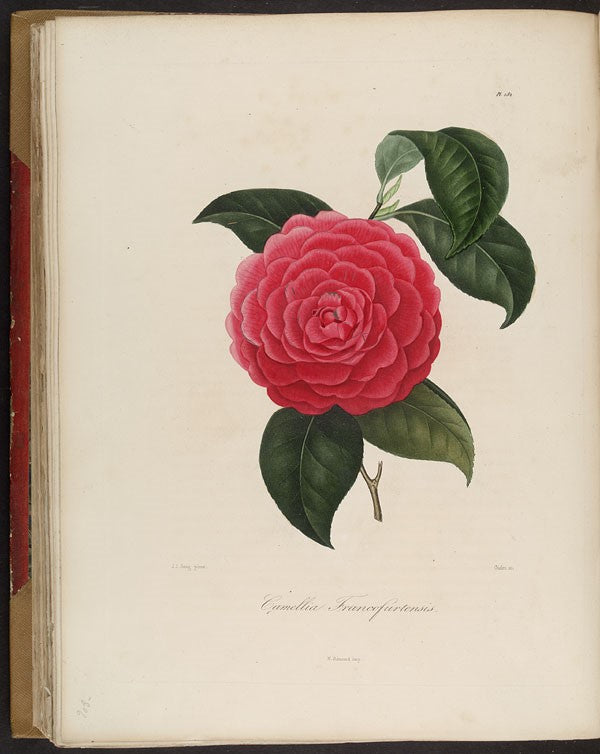 Camellia Francofurtensis