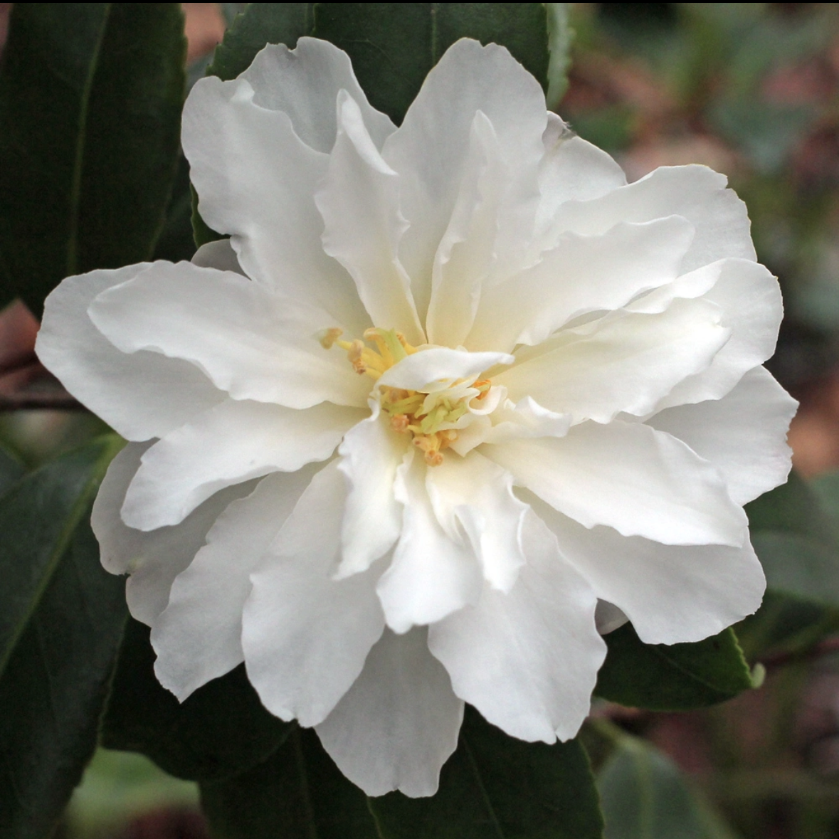 Camellia Ginryû