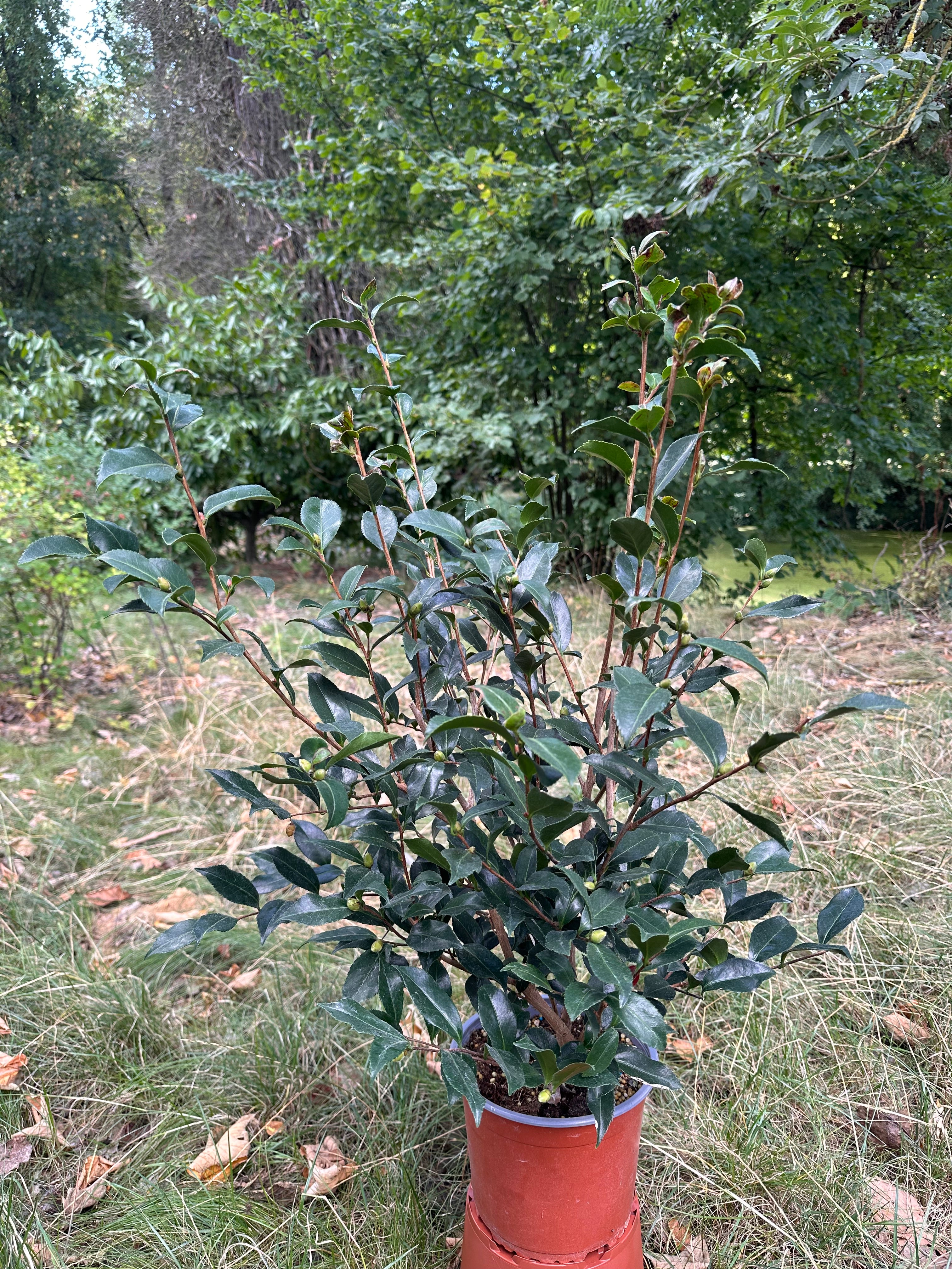 Camellia Hanajiman