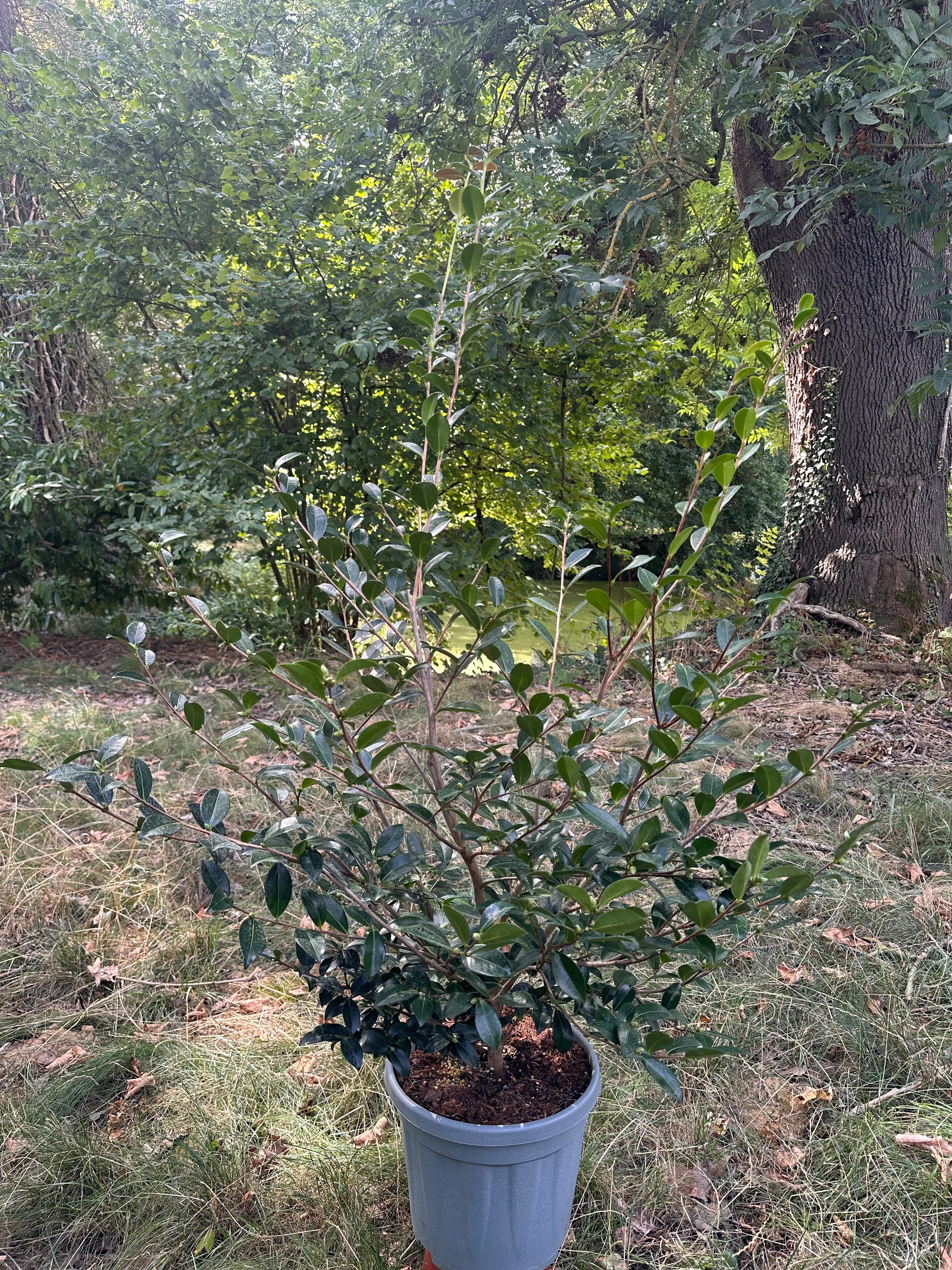 Camellia Hanajiman