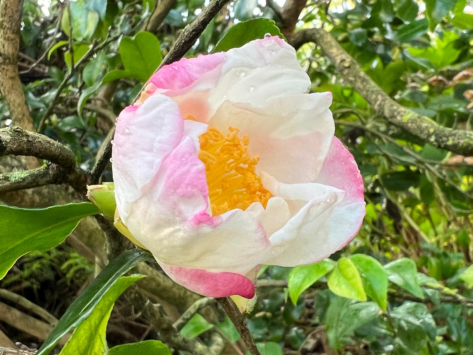 Camellia Hanajiman