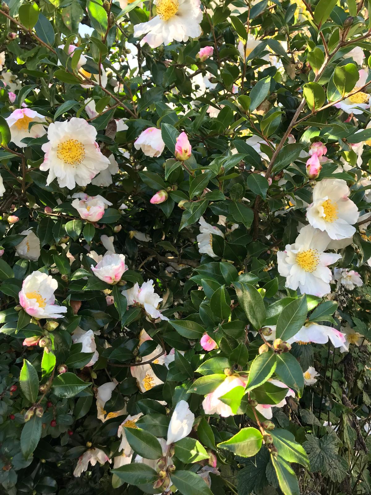 Camellia Hanajiman
