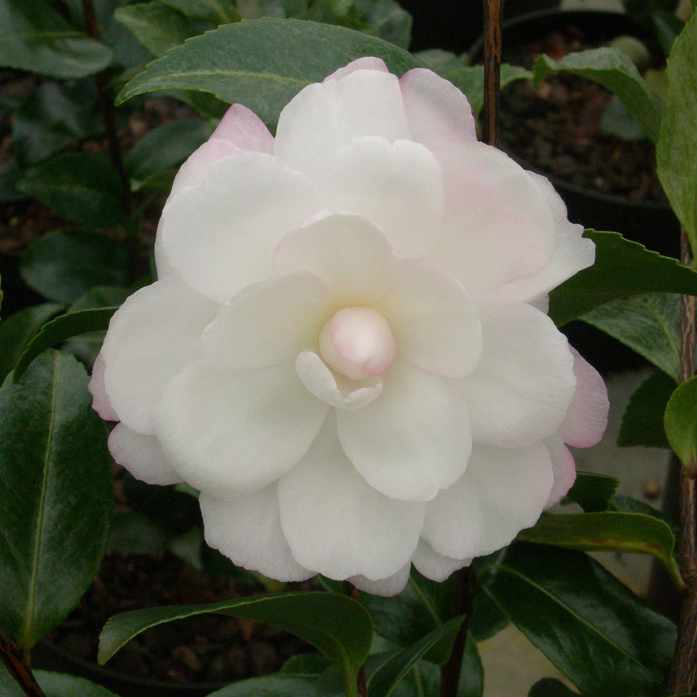 Camellia Mine-no-yuki