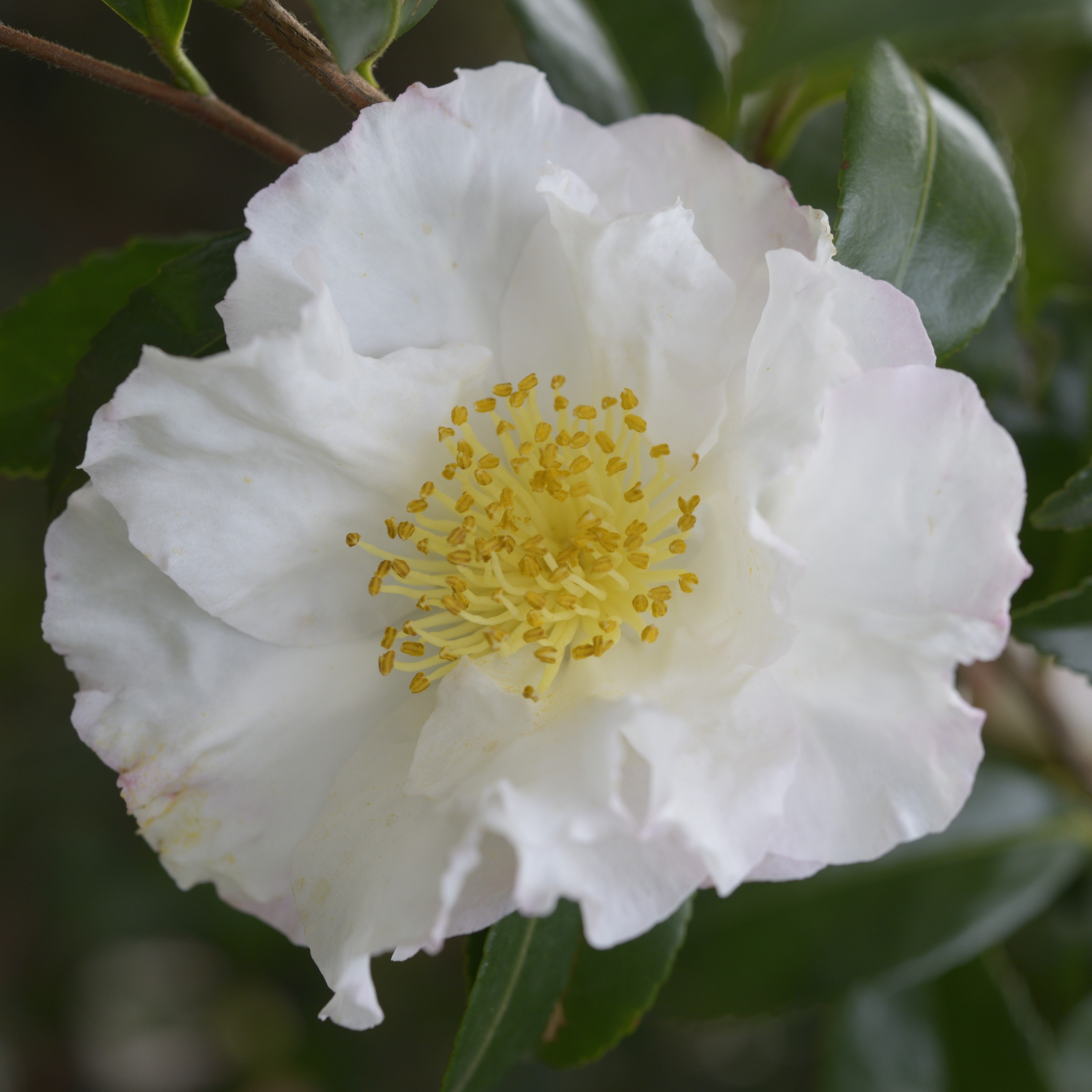 Camellia Hinode-gumo
