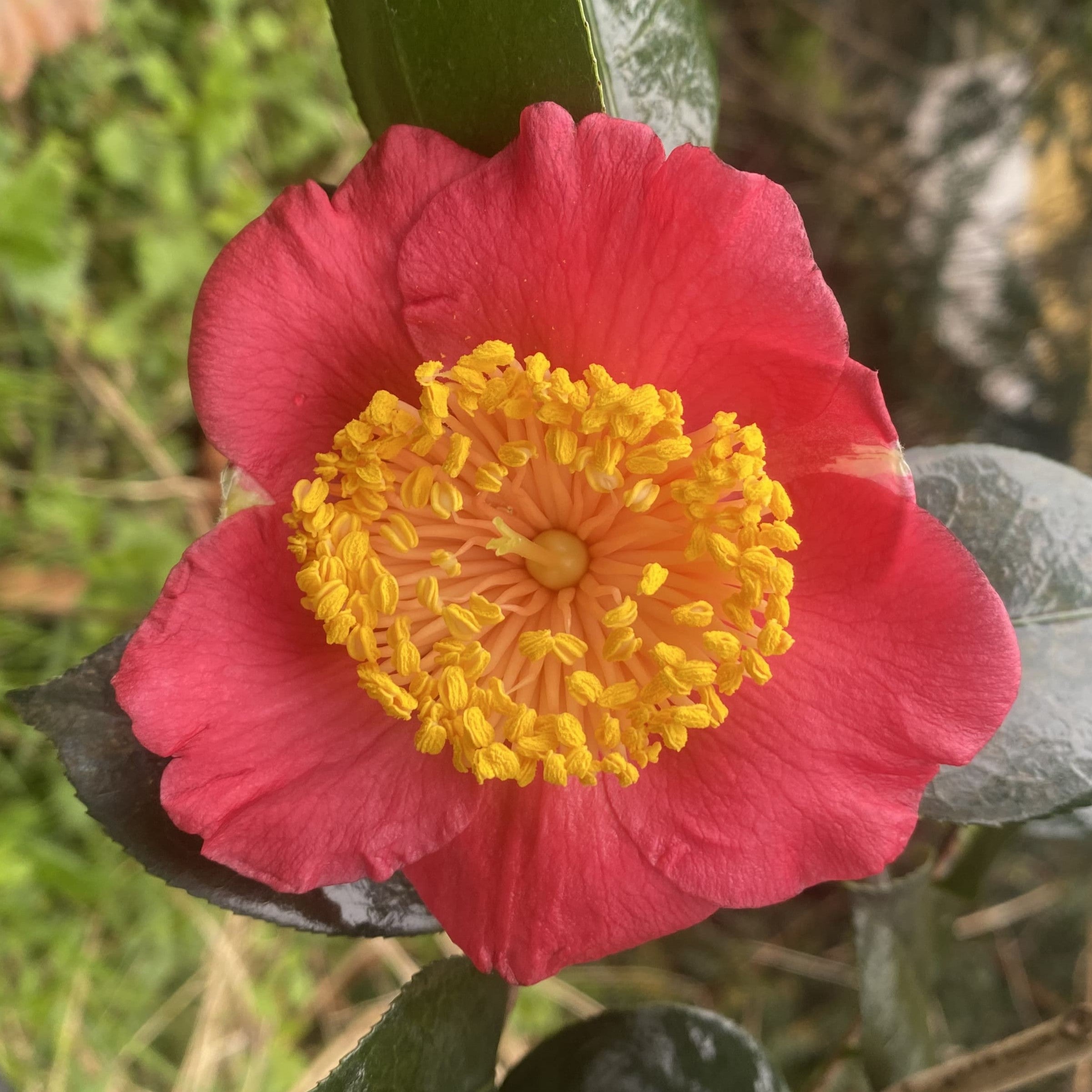 Camellia  Higo Hiodoshi