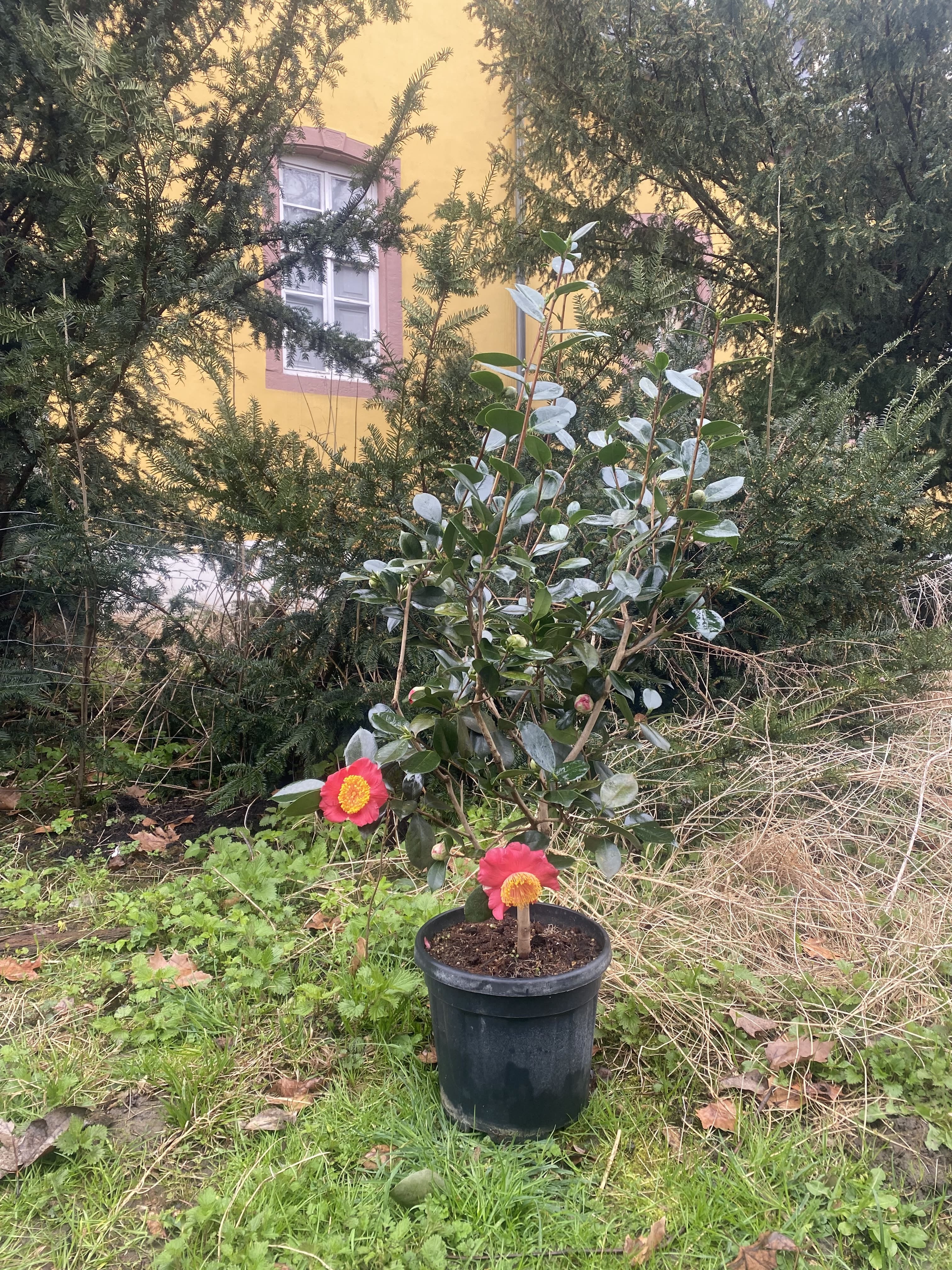Camellia Higo Hiodoshi