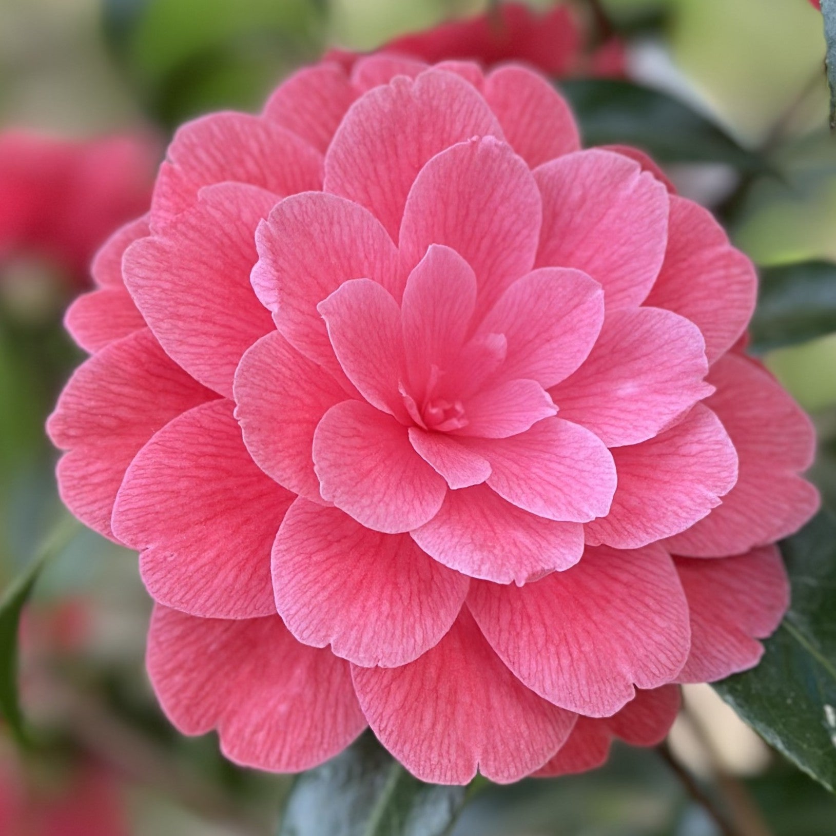 Camellia Il Tramonto