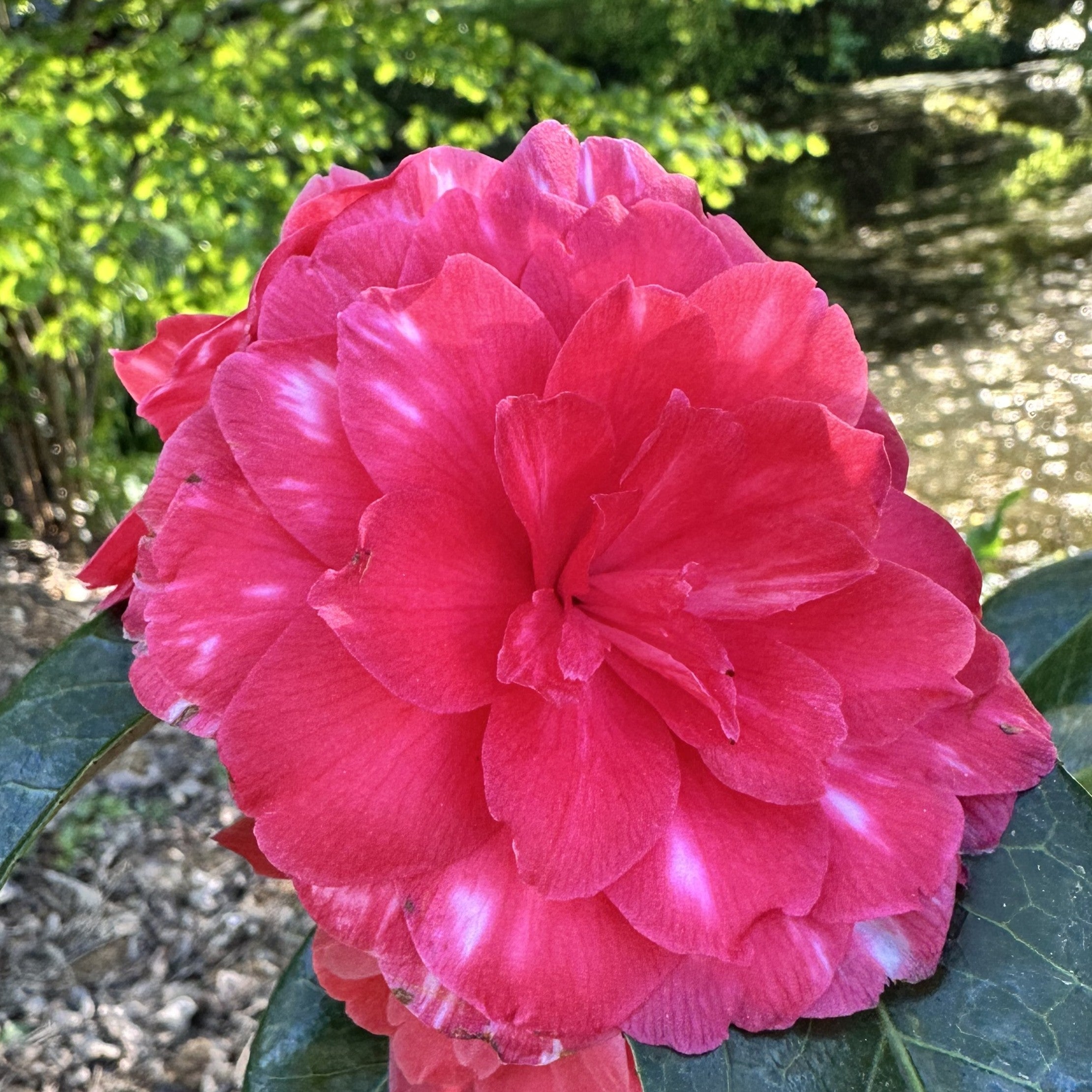 Camellia Il Tramonto