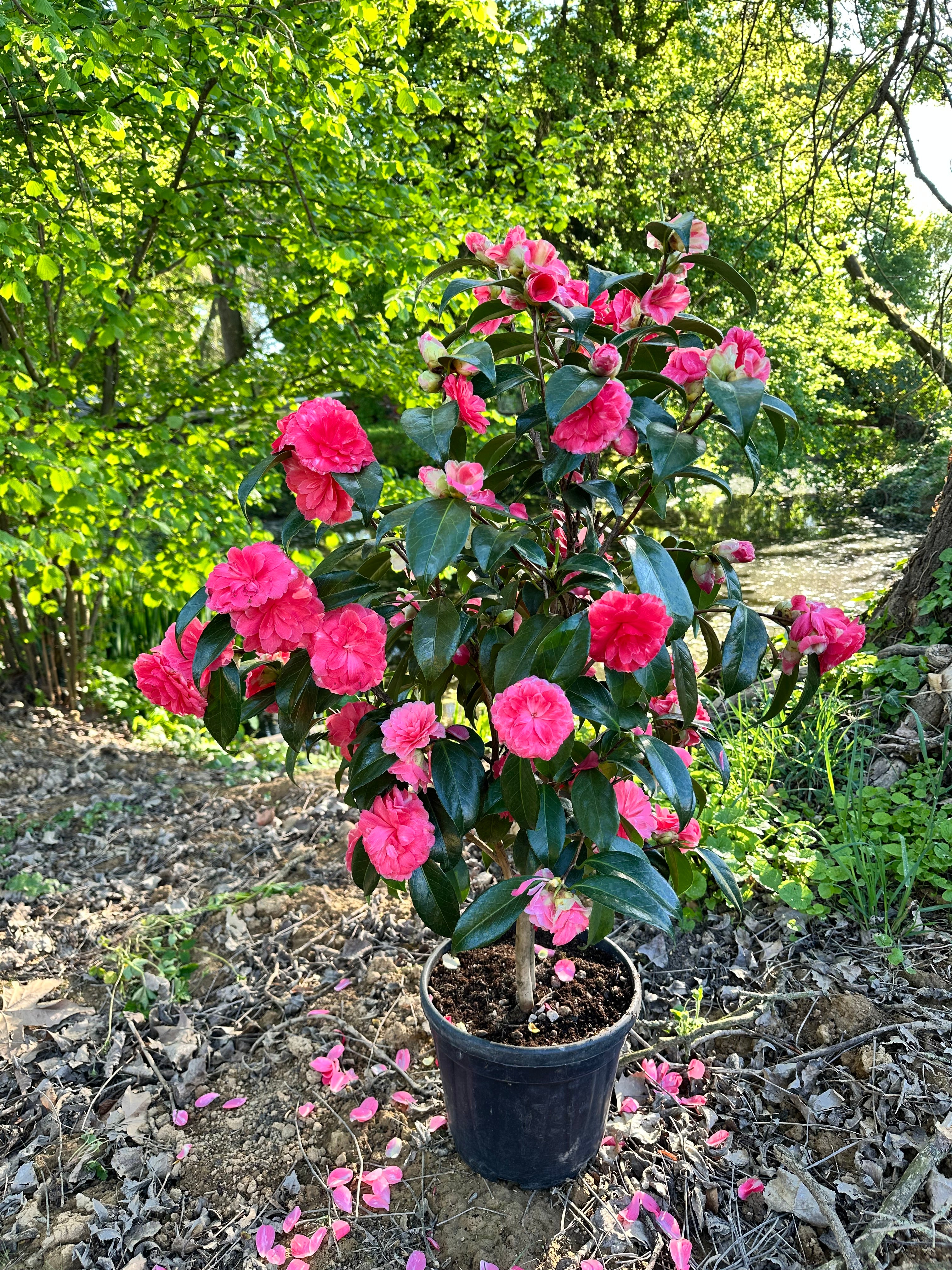 Camellia Il Tramonto