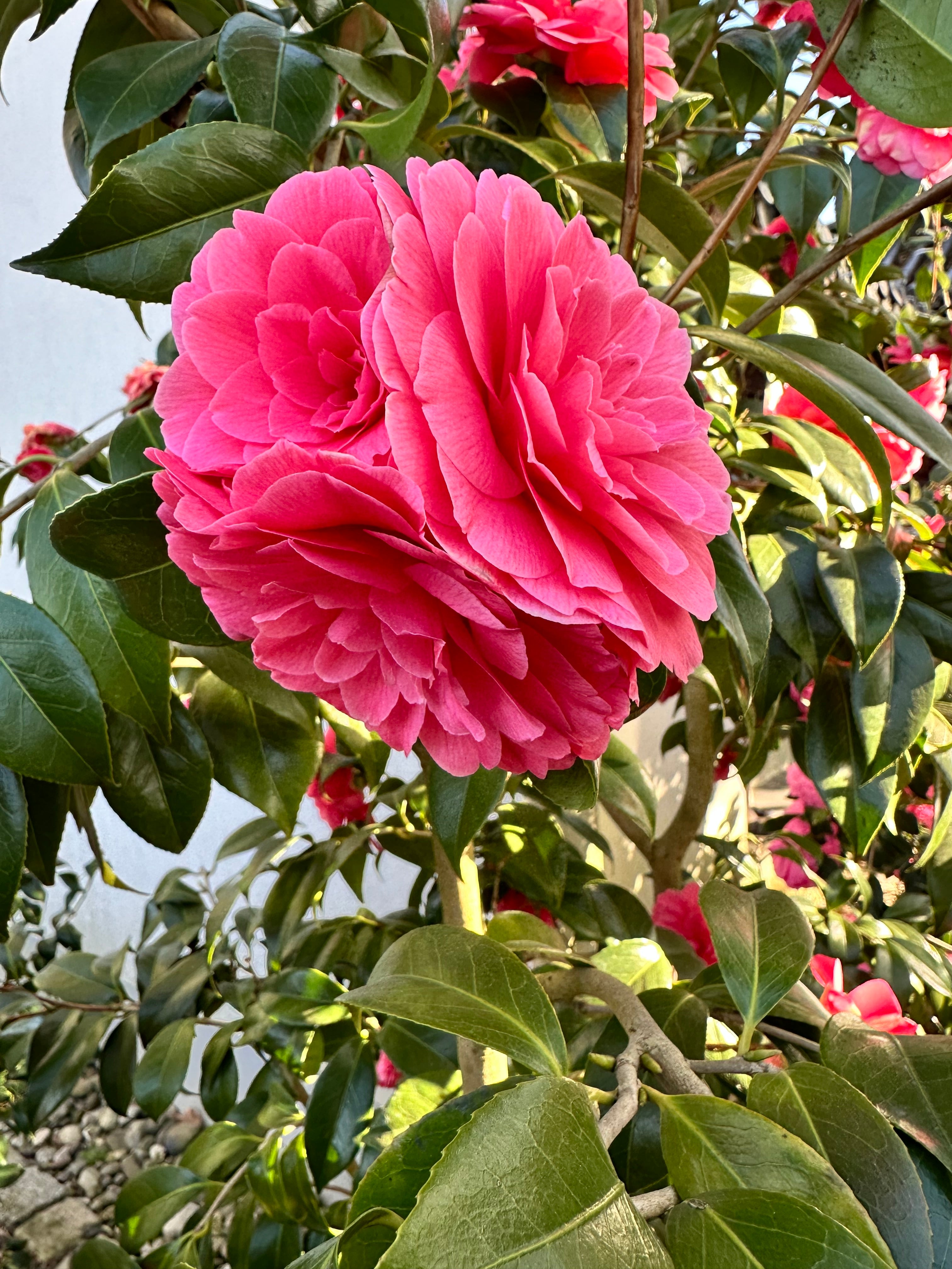 Camellia Il Tramonto