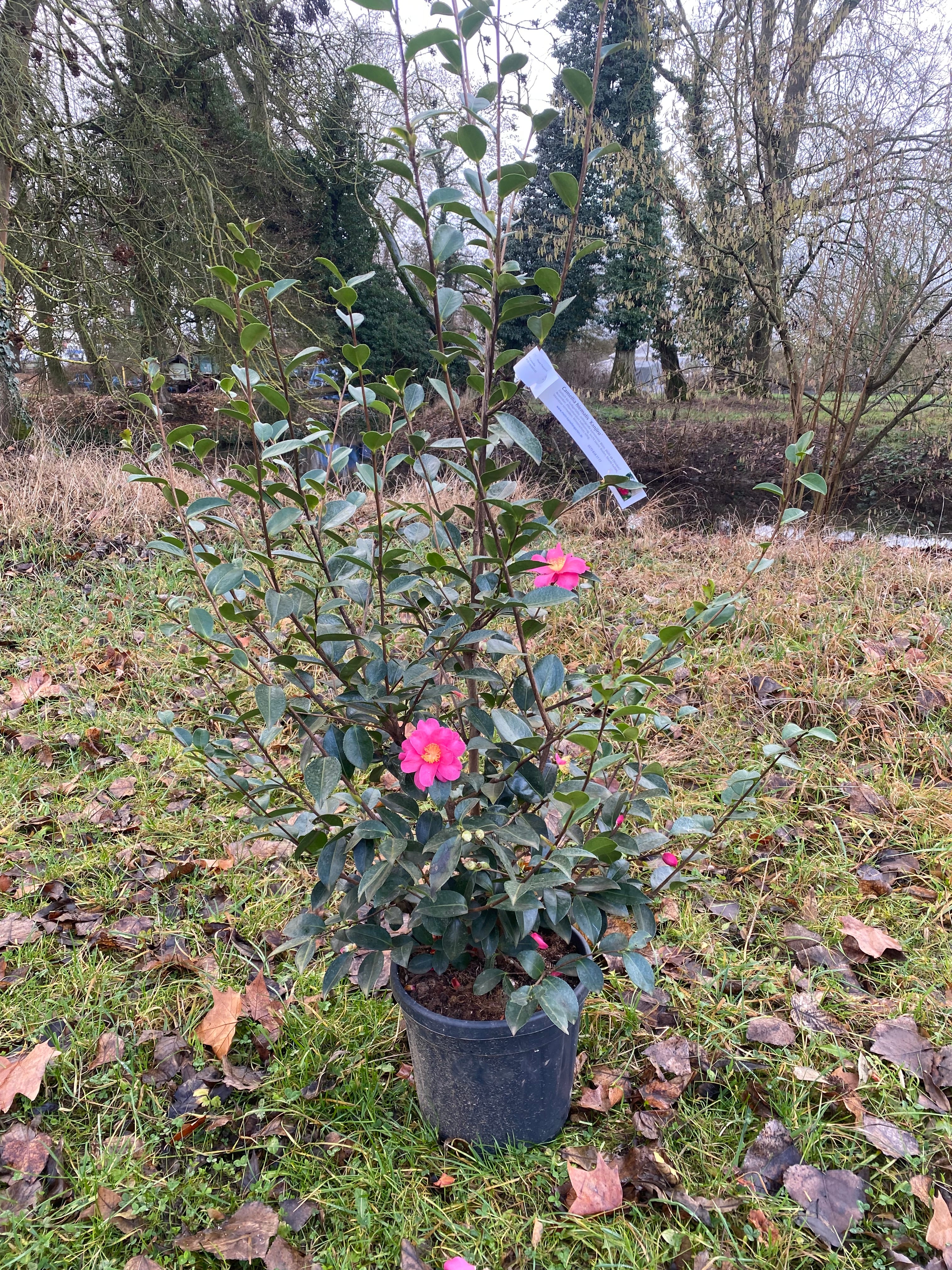Camellia Kanjiro