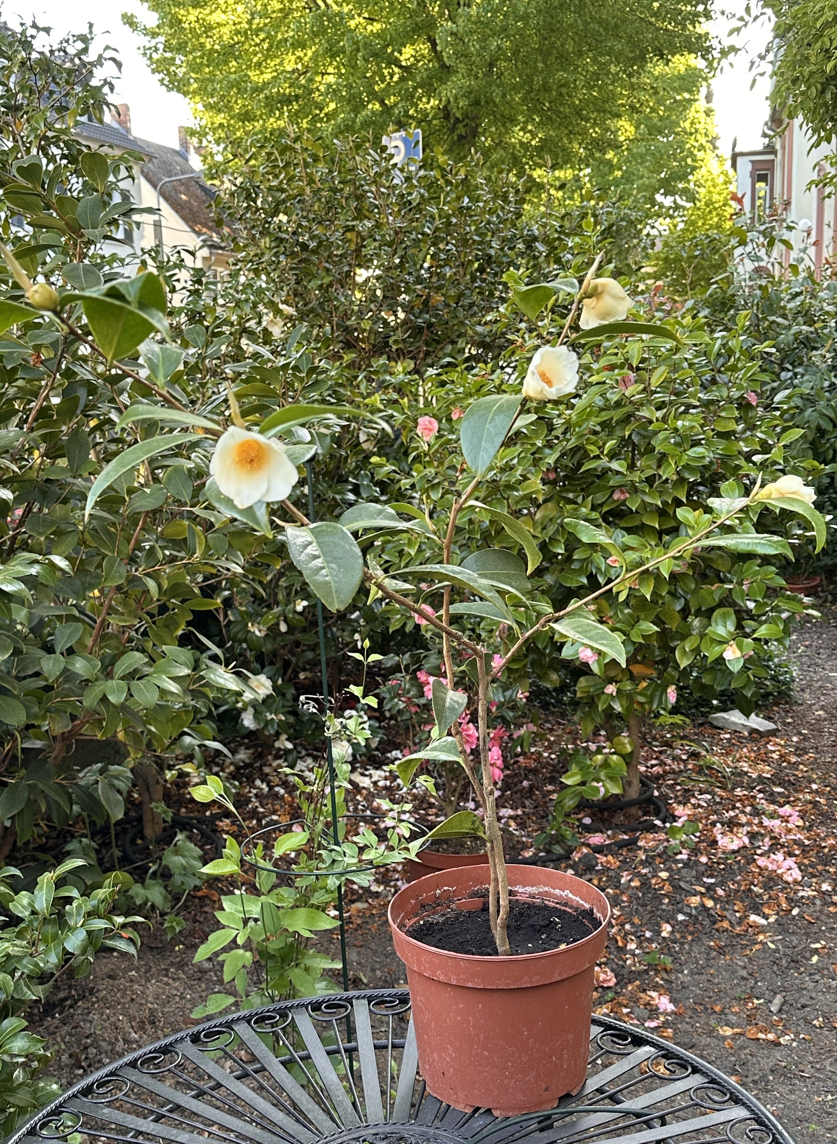 Camellia Cuspidata wild form