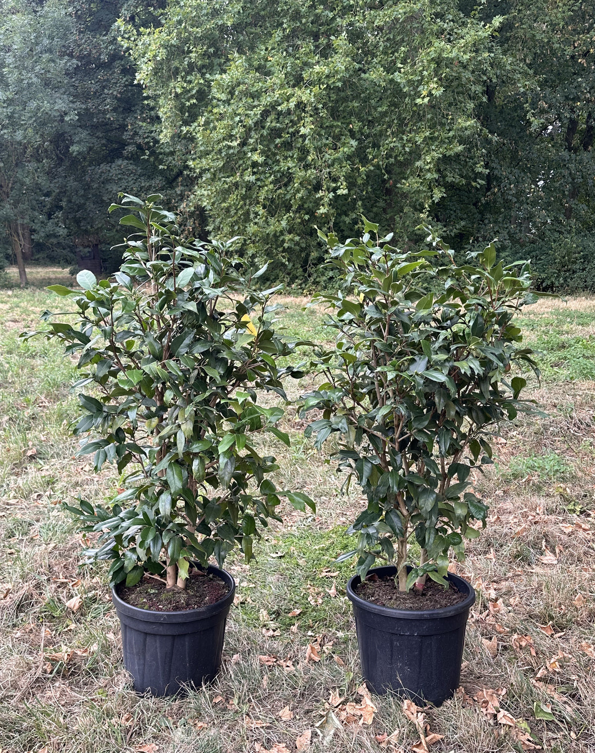 Camellia Kingyo-tsubaki (Fischschwanz Kamelie)