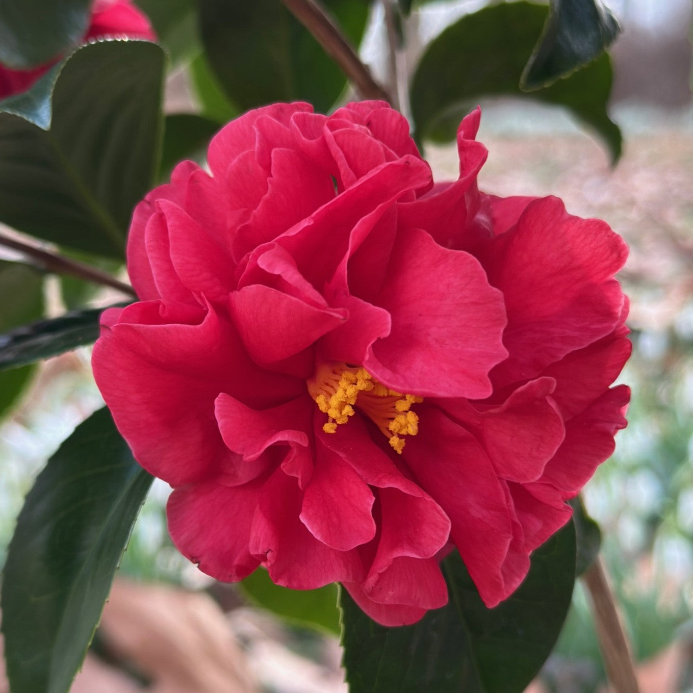 Camellia Kirin-no-homare