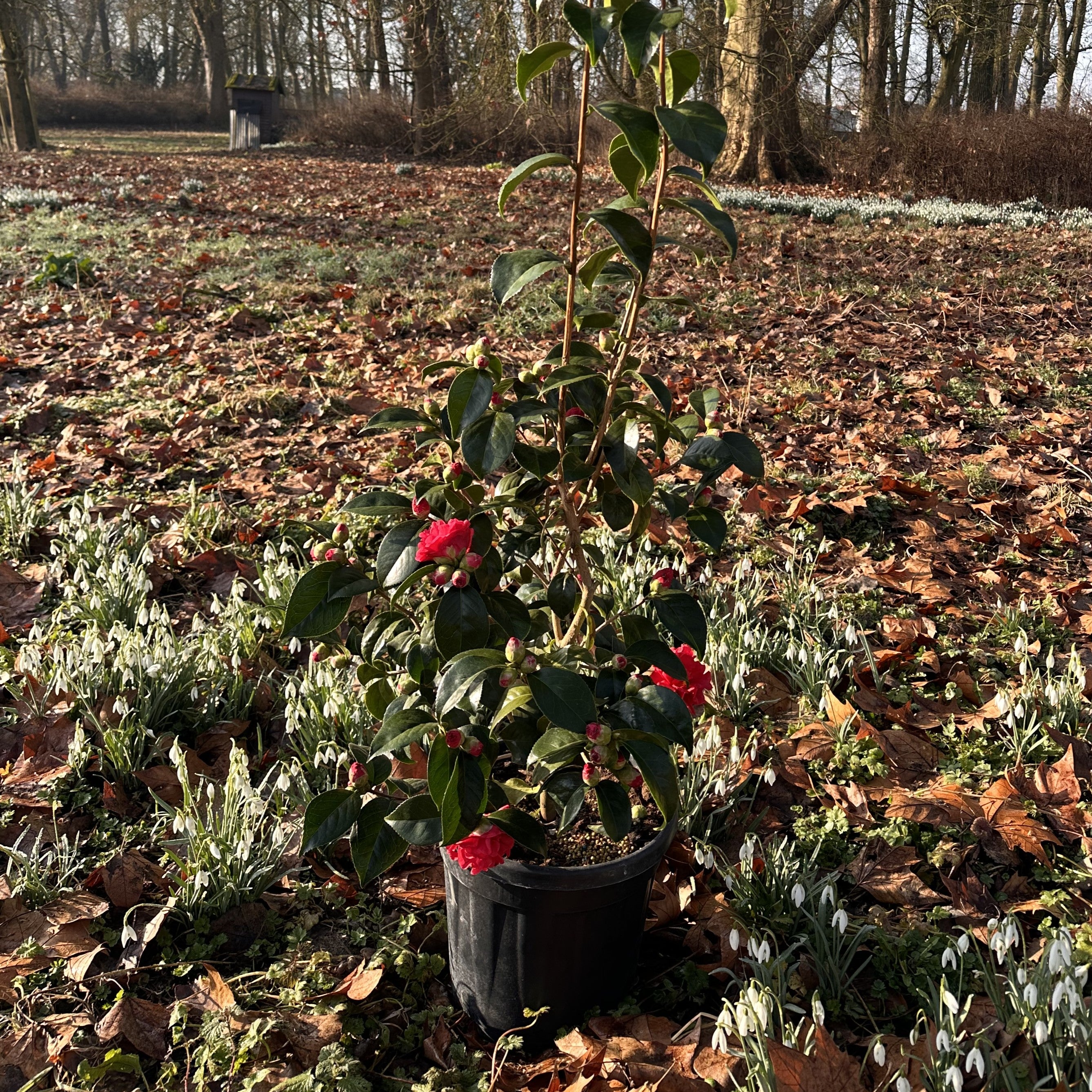 Camellia Kirin-no-homare