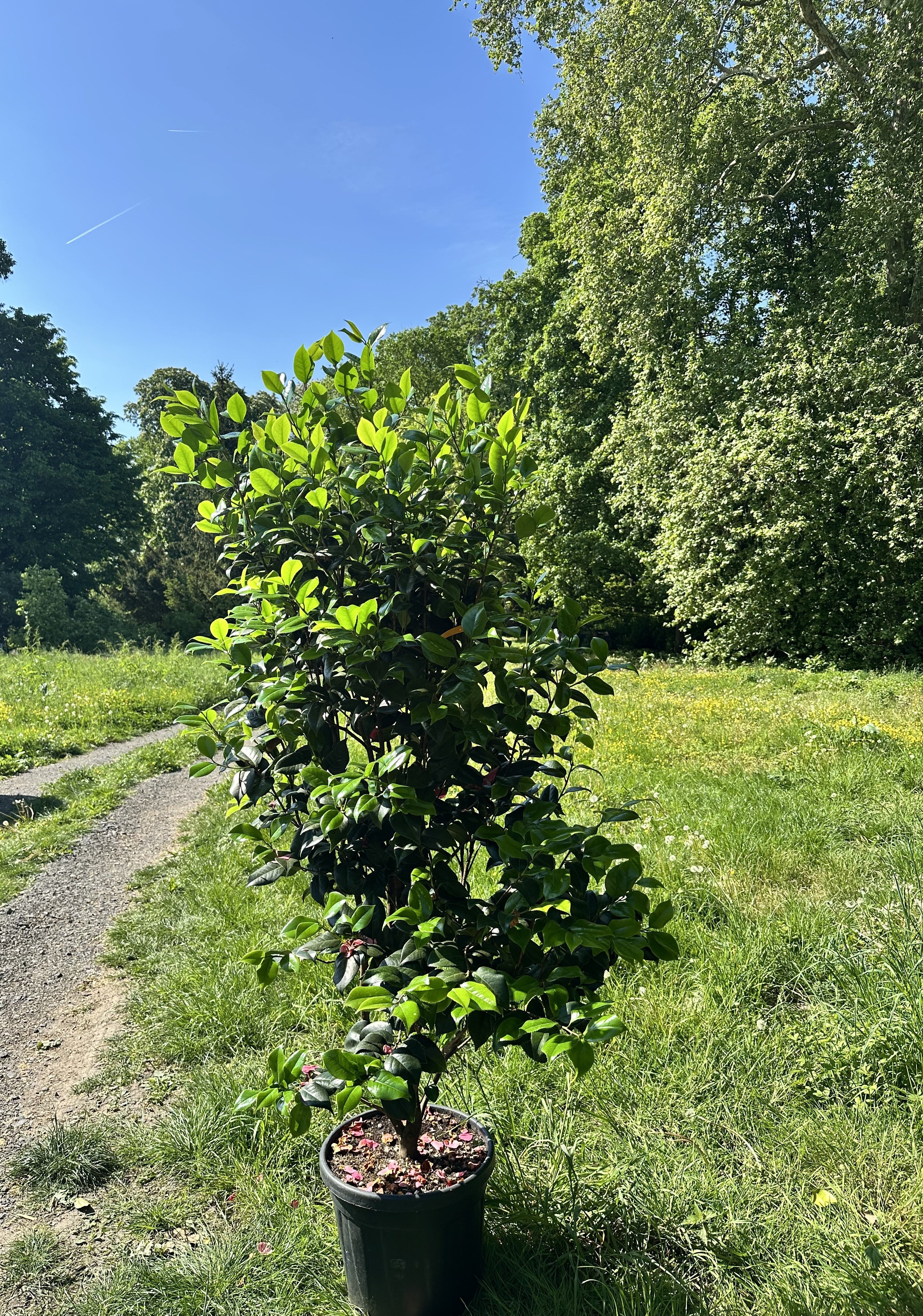 Camellia Lavinia Maggi