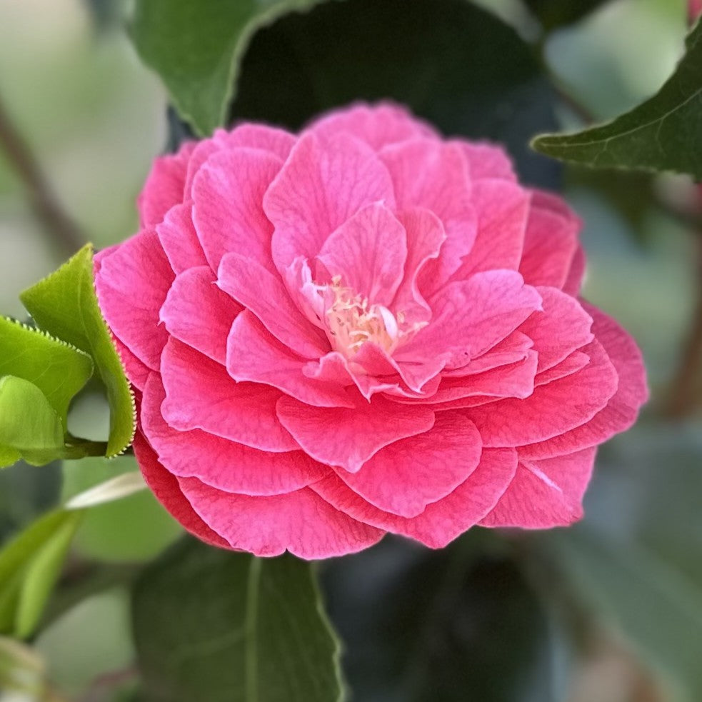 Camellia Lavinia Maggi