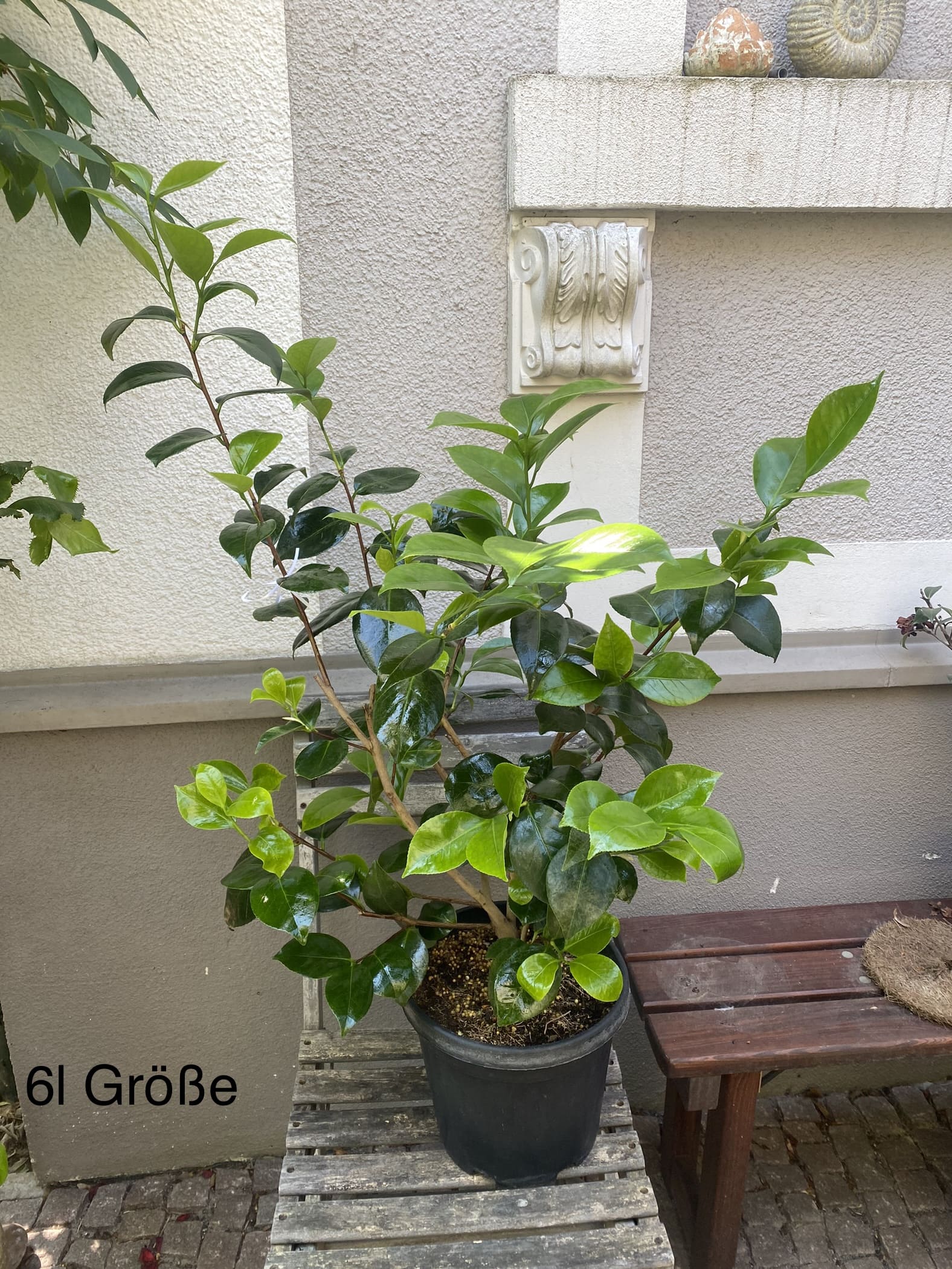 Camellia Margaret Davis