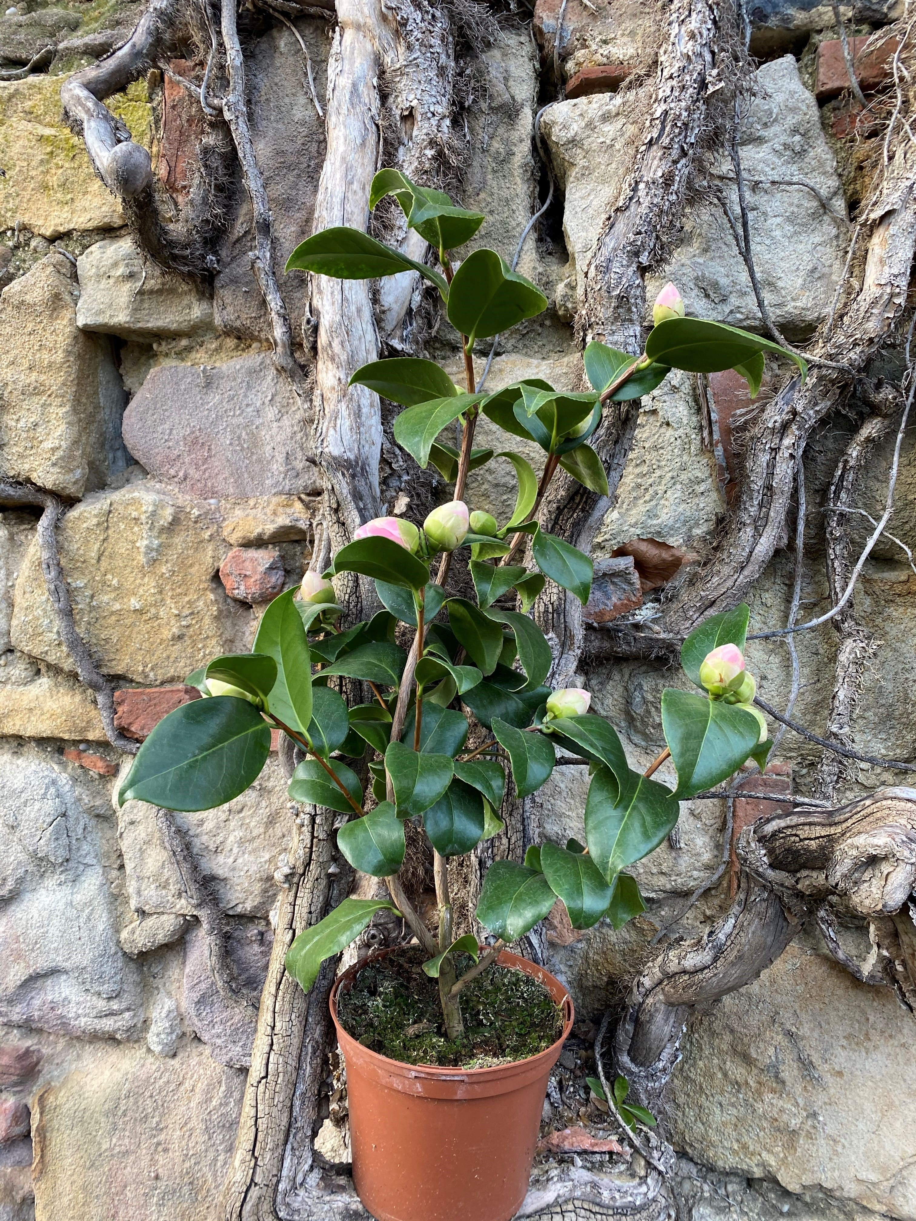 Camellia Mathotiana Alba